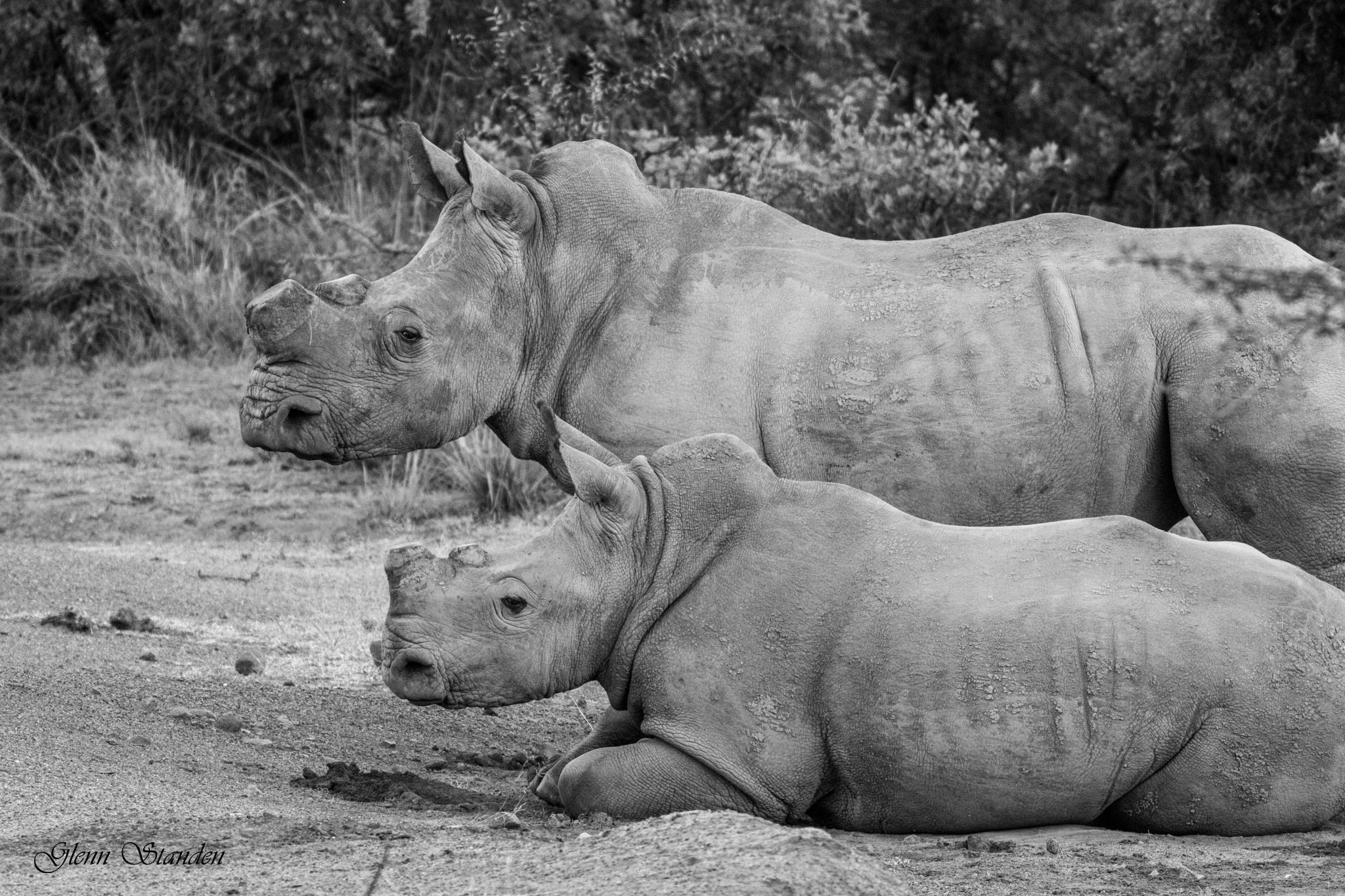 White Rhino