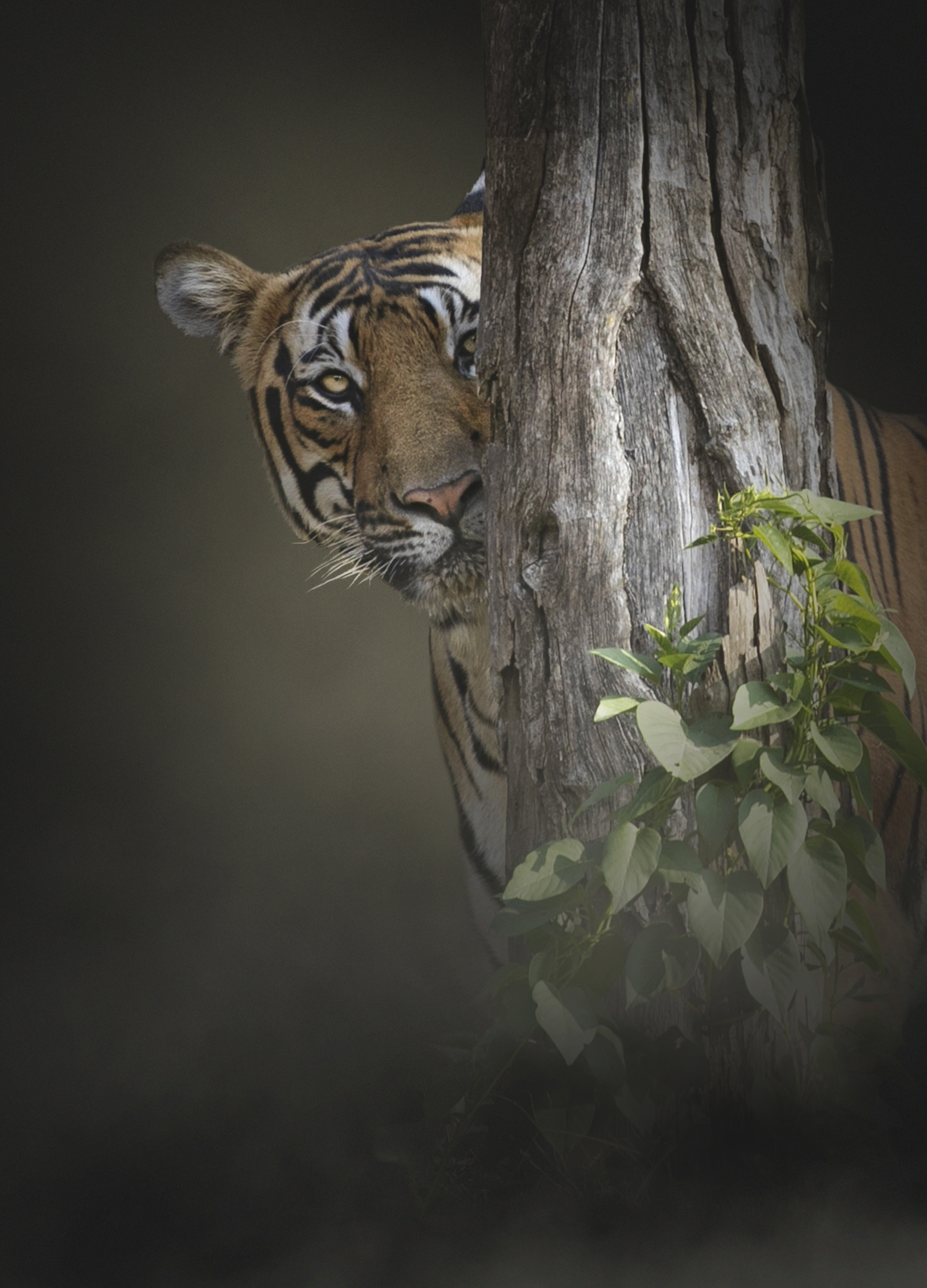 a fineart picture of a shy tiger 