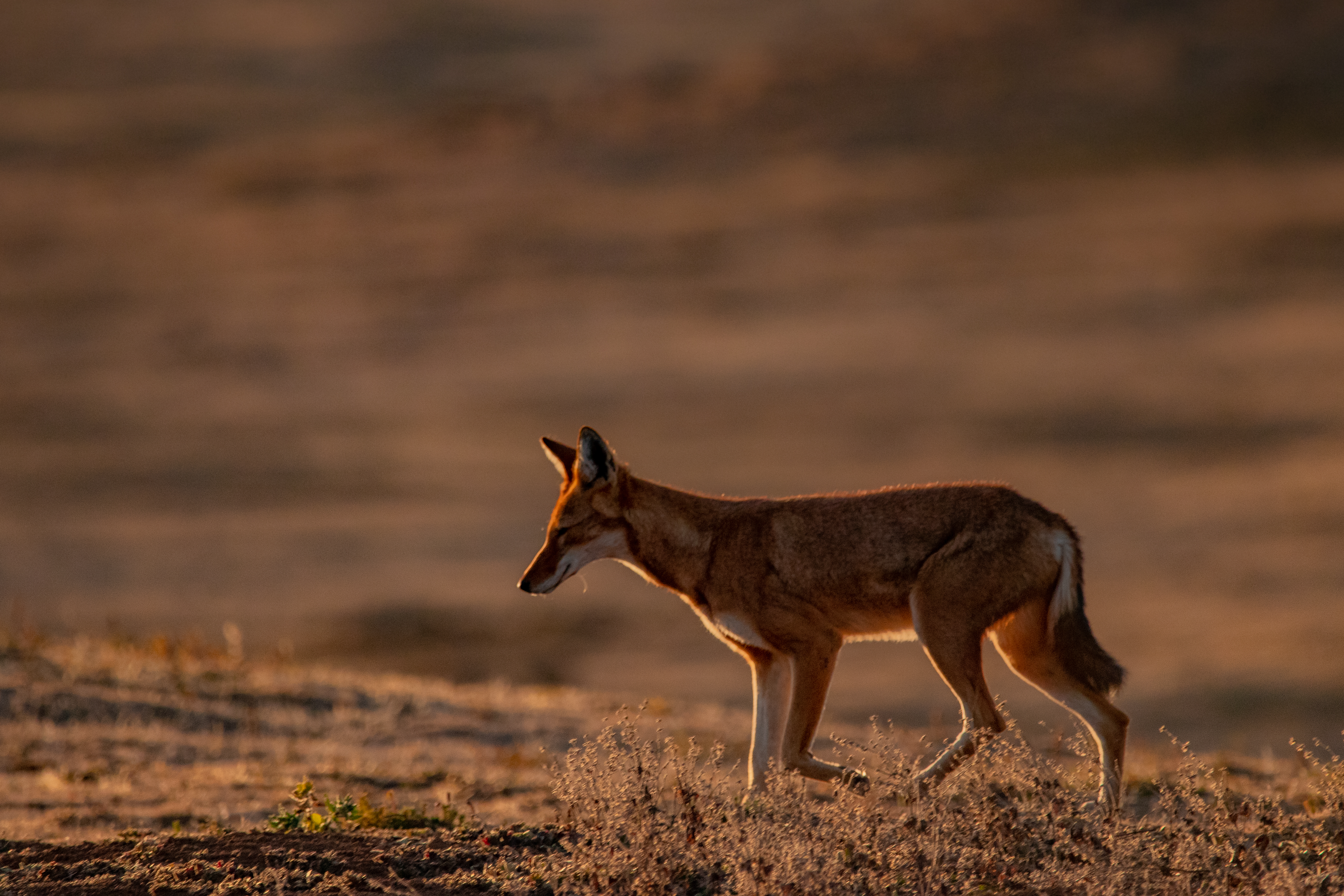 Ethiopian Wolf