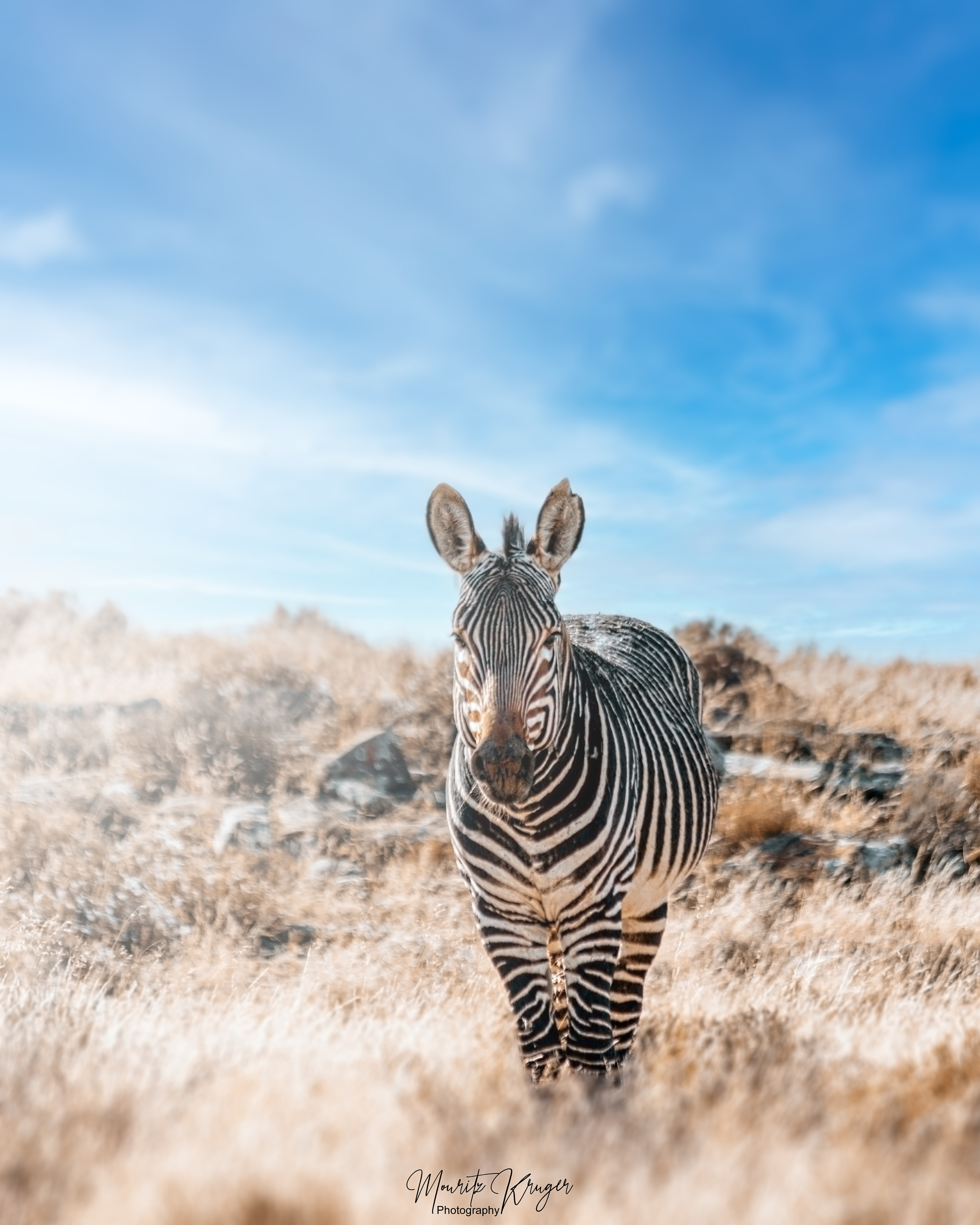 Mountain Zebra