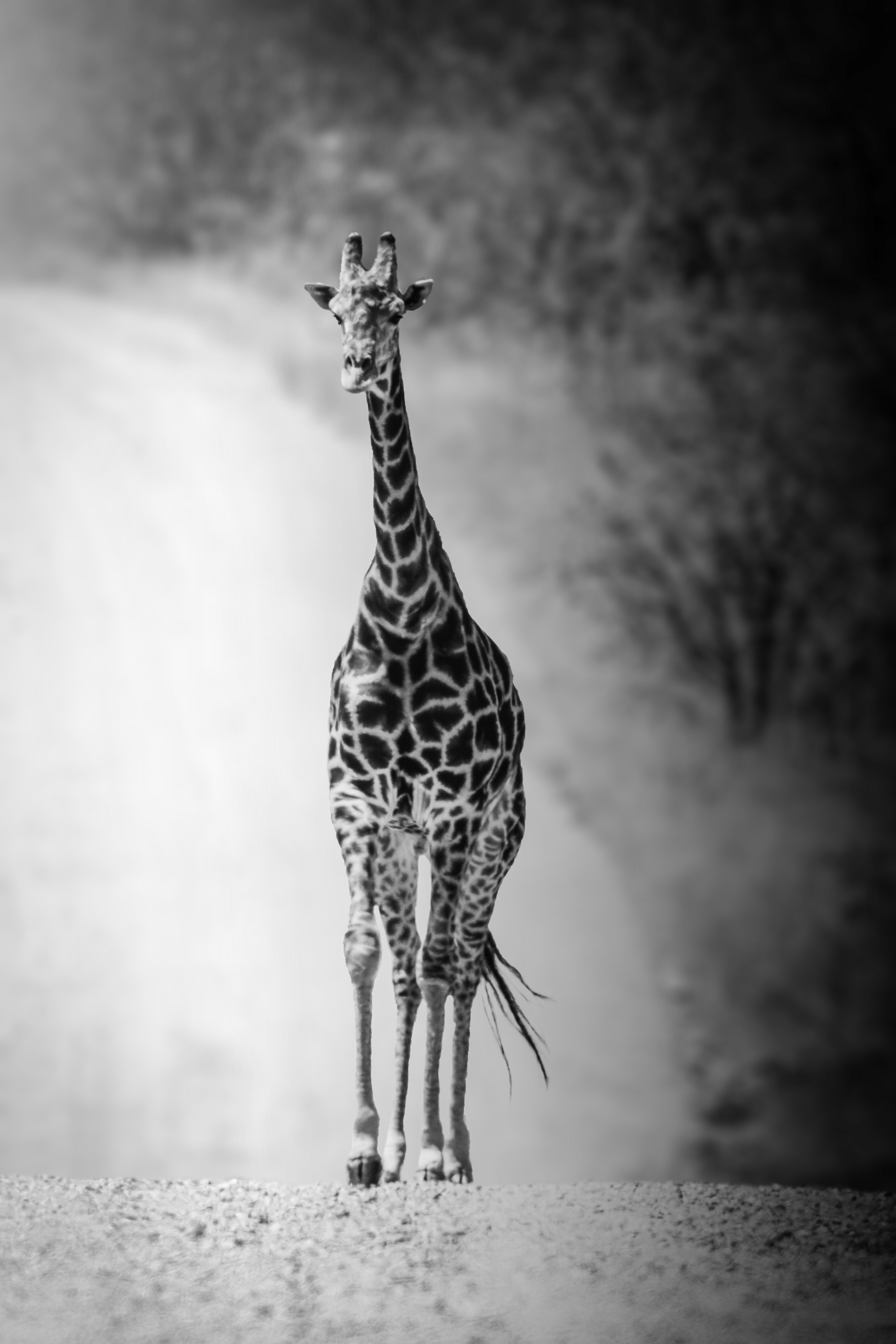Giraffe walking in the road