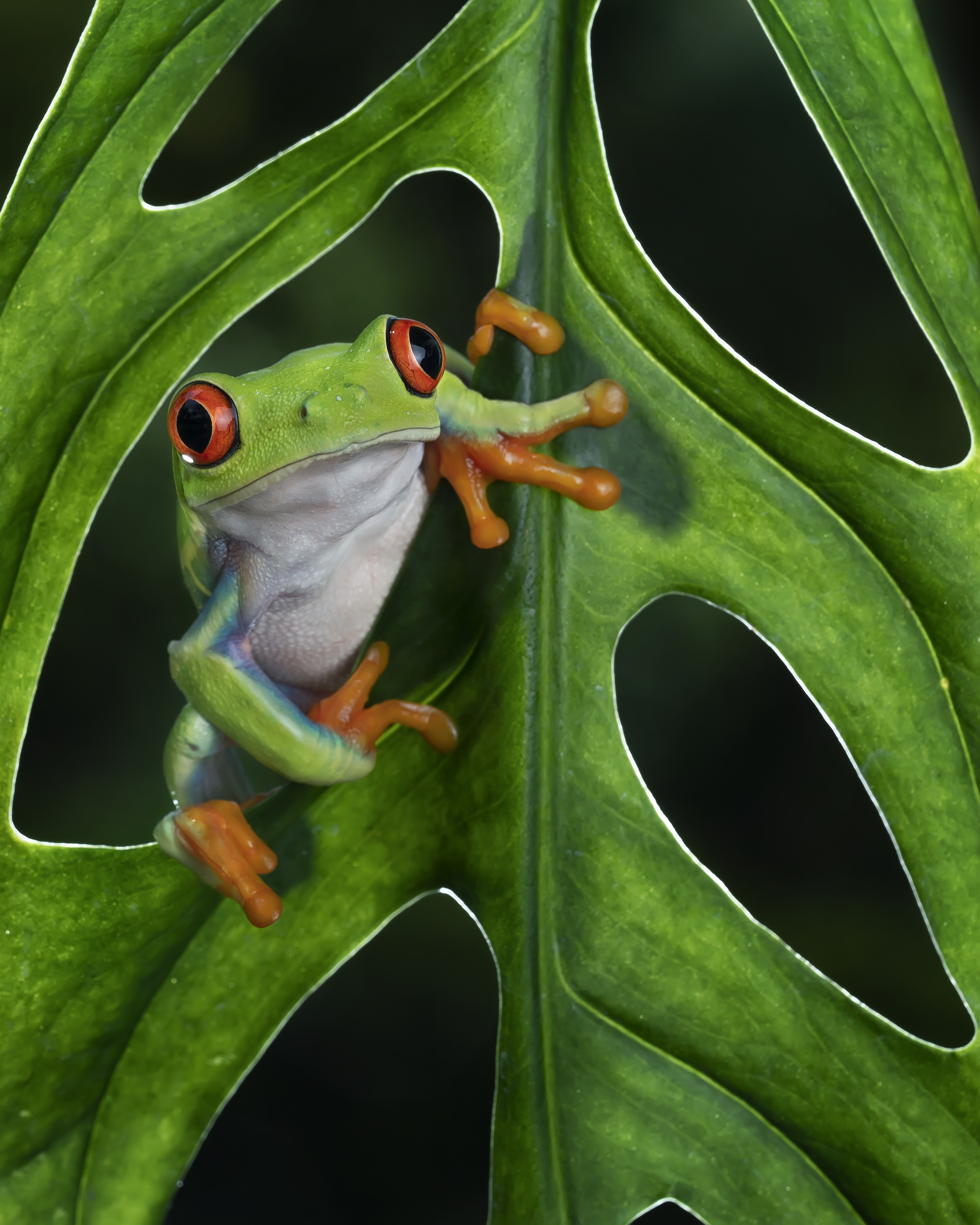 Looking at leaf hole