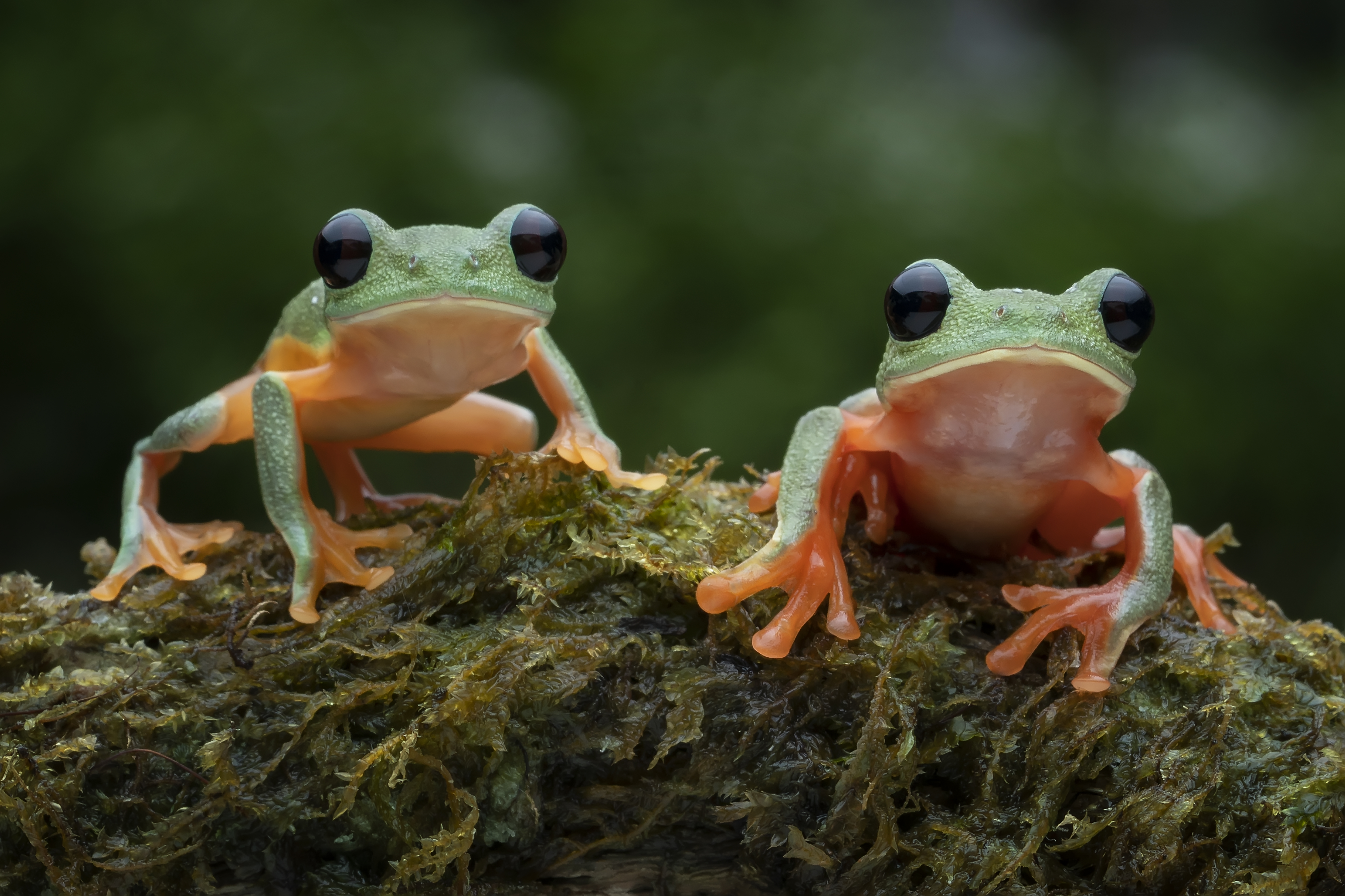 Couple frog with sunglasses
