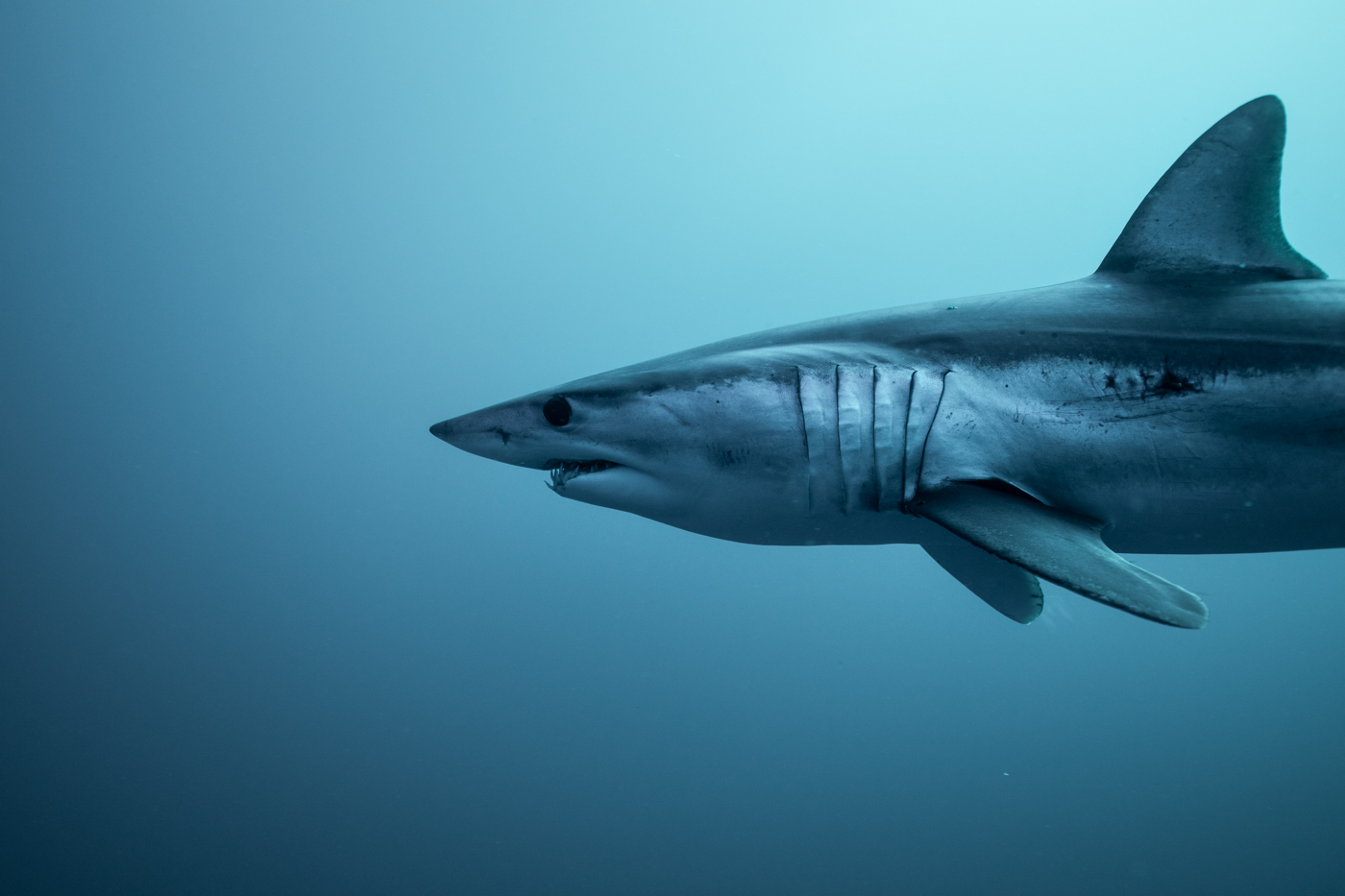 A Mako & The Deep Blue