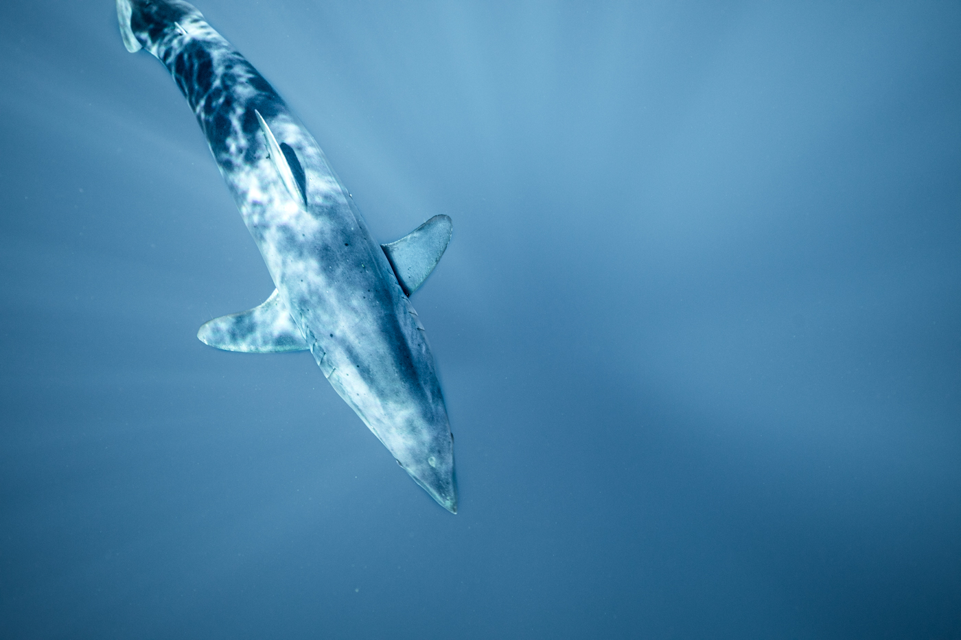 Shark Reflection