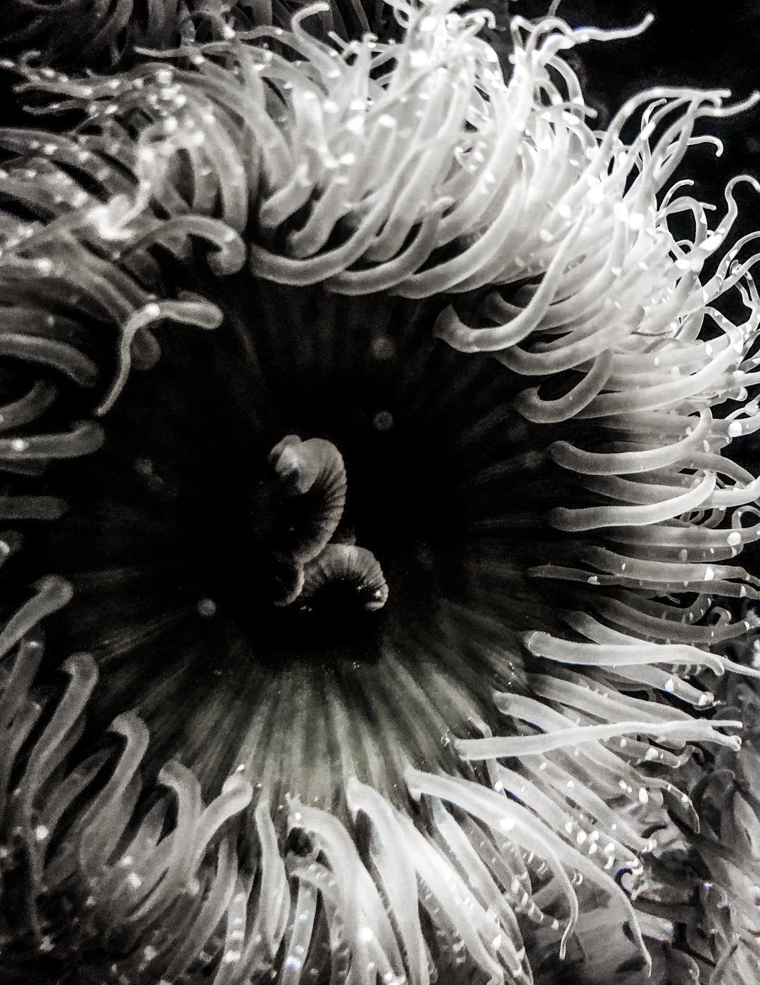 Sea Anemone