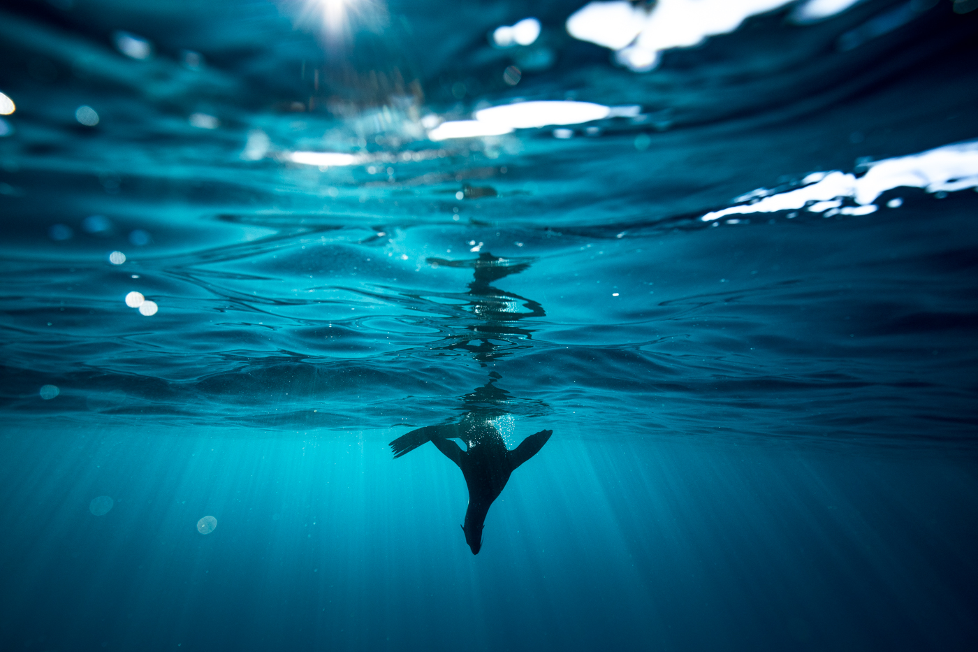 Seal underwater