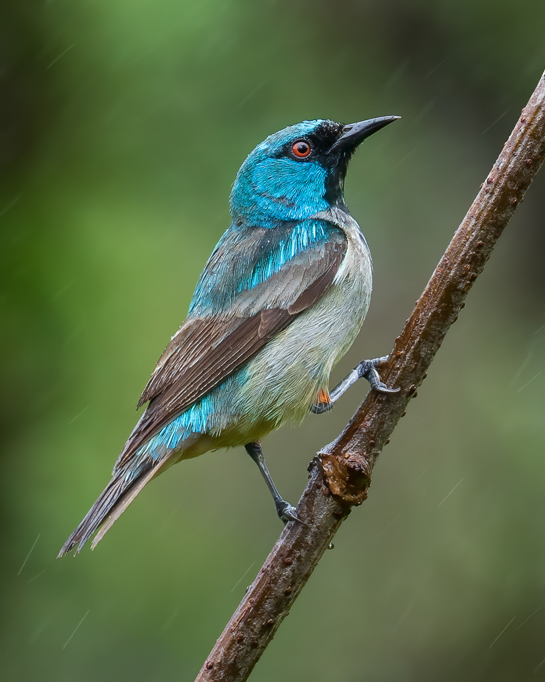 Scarlet-thighed Dacnis
