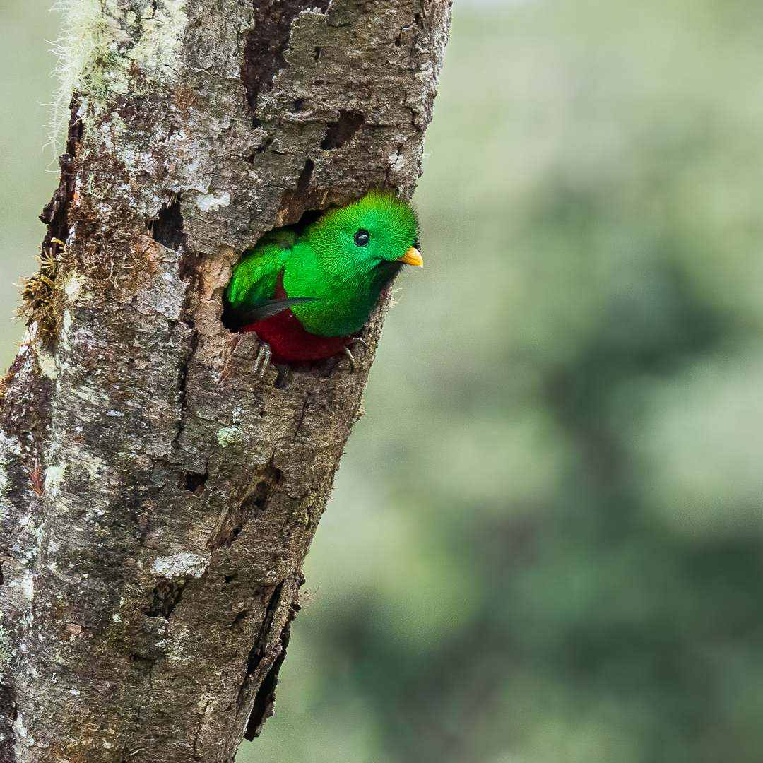 Resplendent Quetzal
