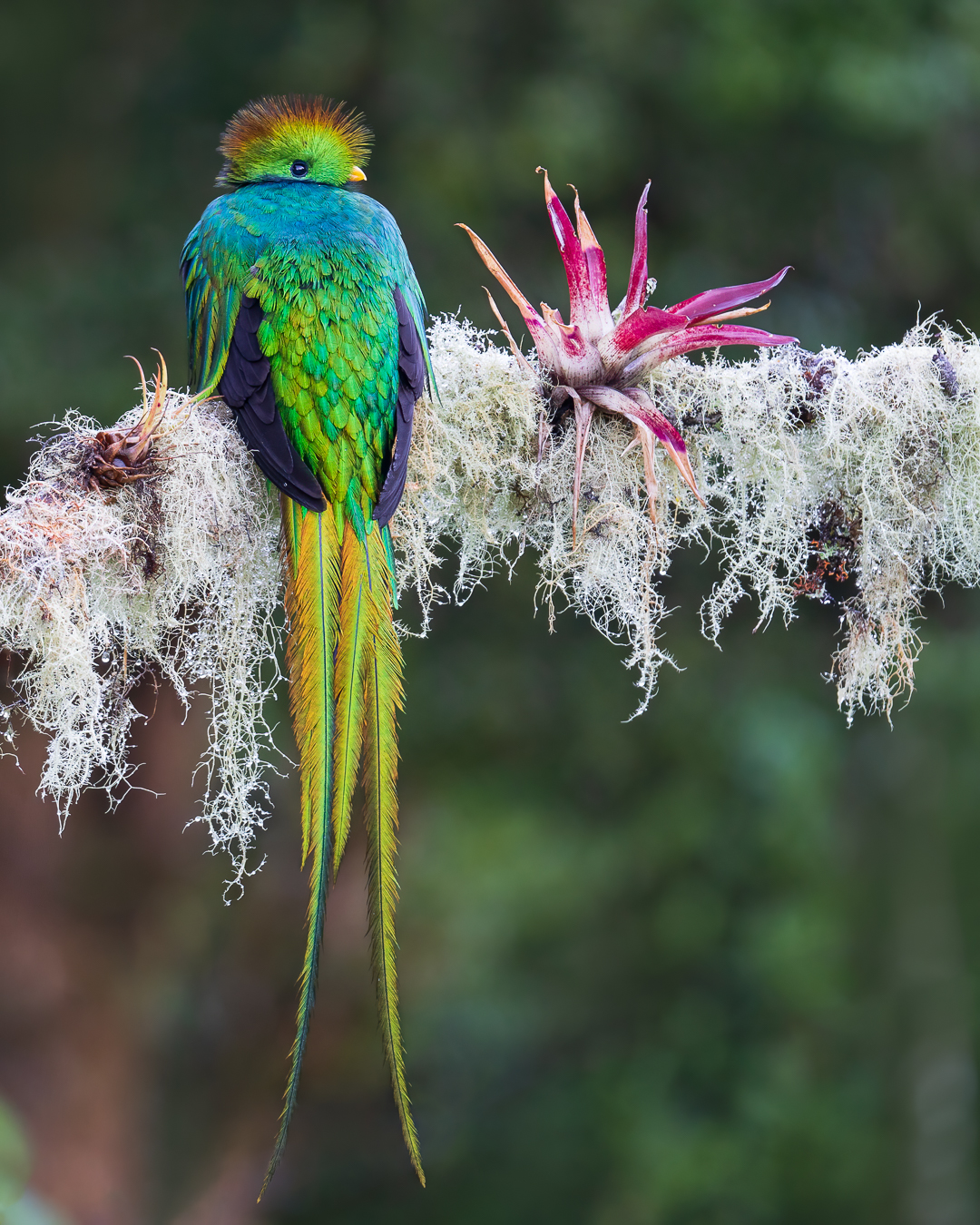 Resplendent Quetzal