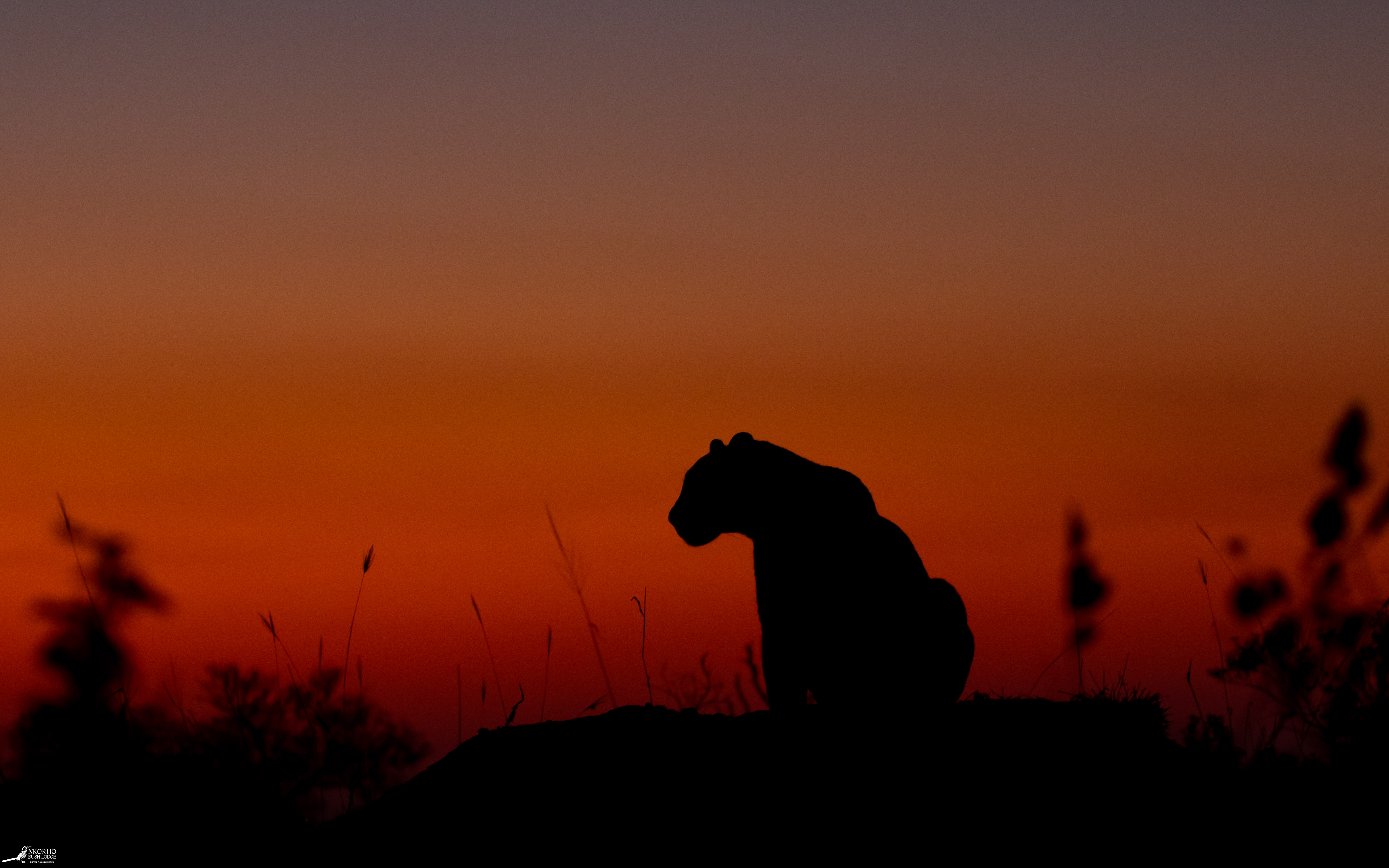 Leopard Sunset