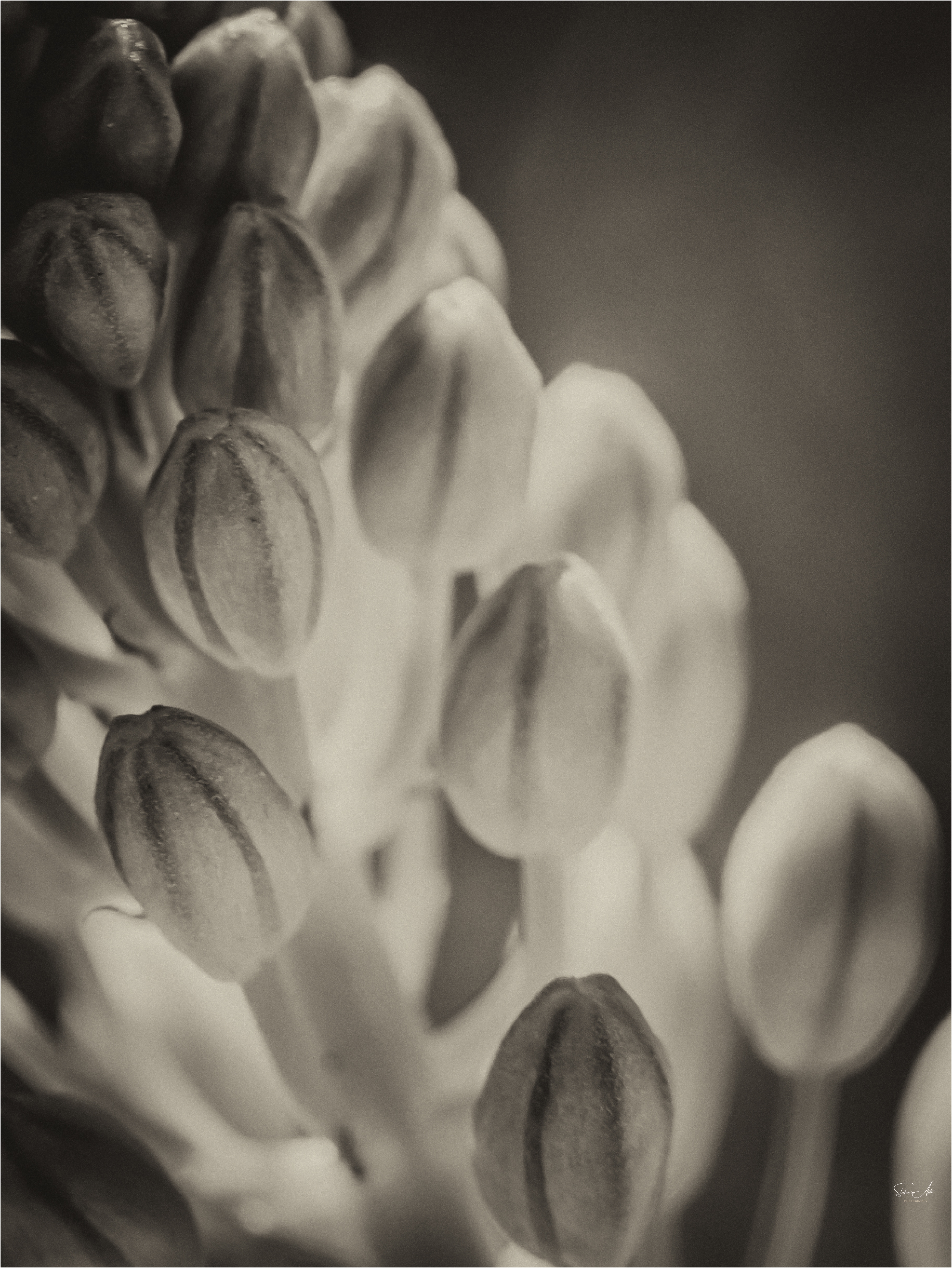 Flower Petals - Cederberg