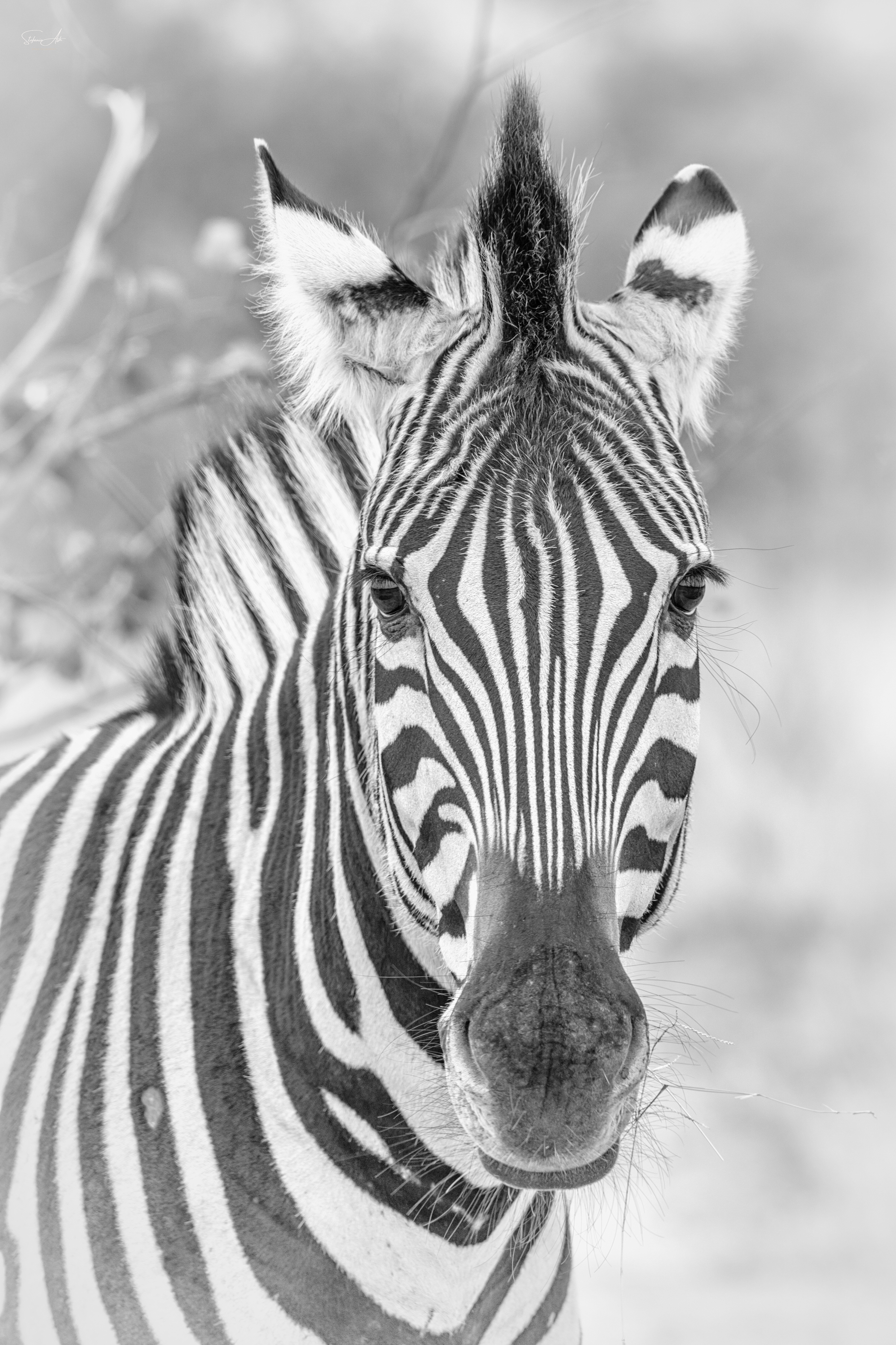 Zebra in monochrome, Mapungubwe