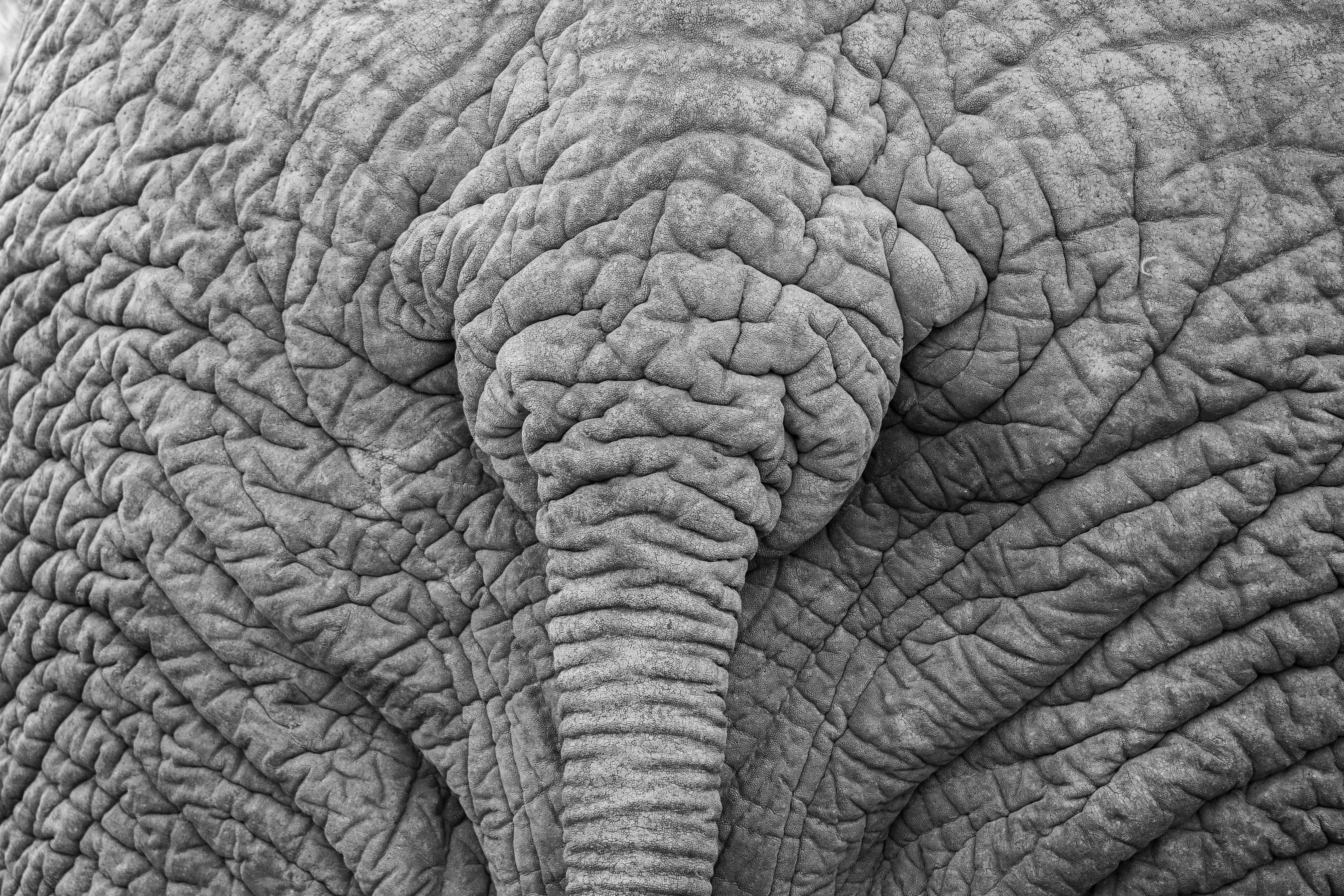 Elephant, Pilansberg