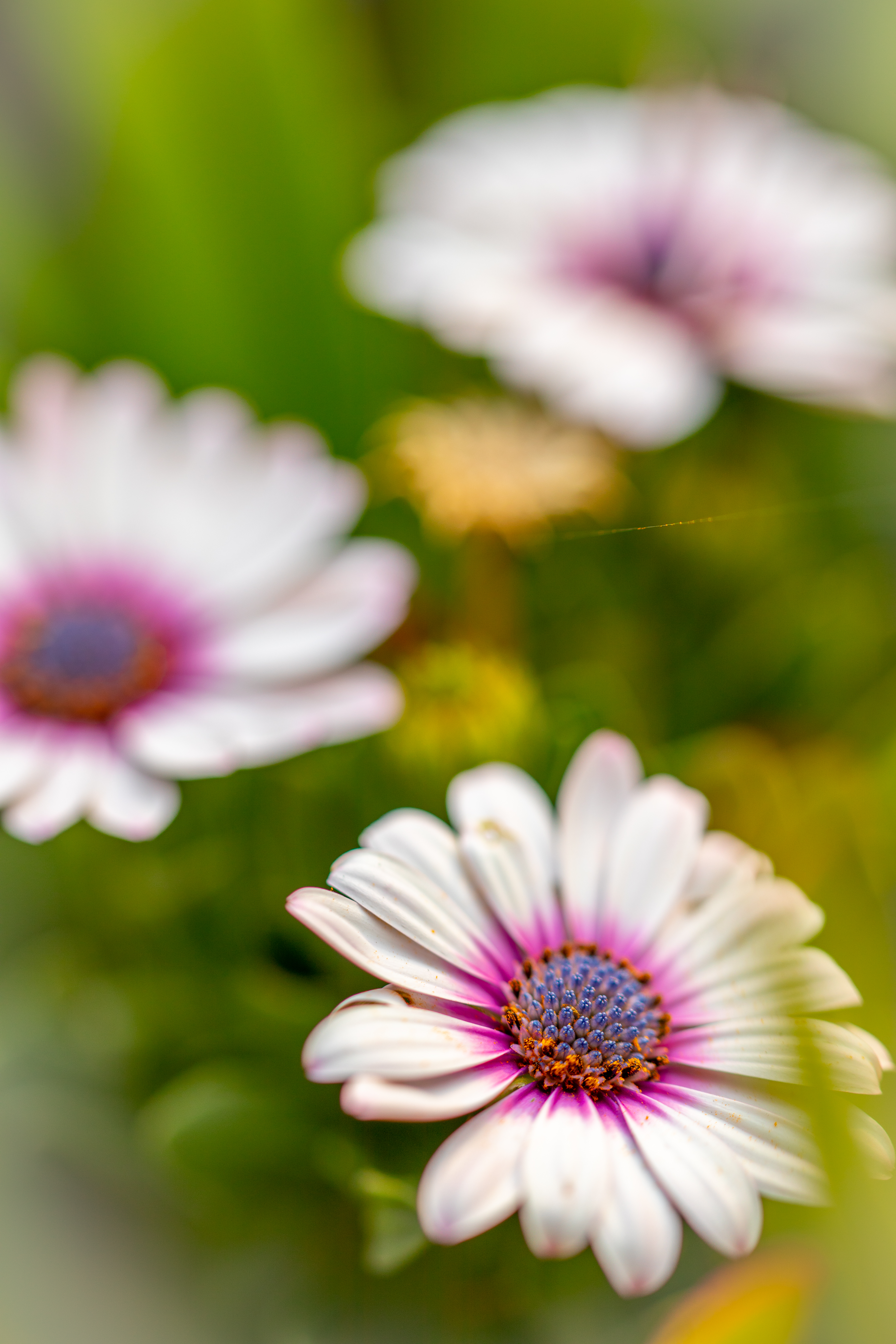 Spring Flower #2, Hartbeespoort