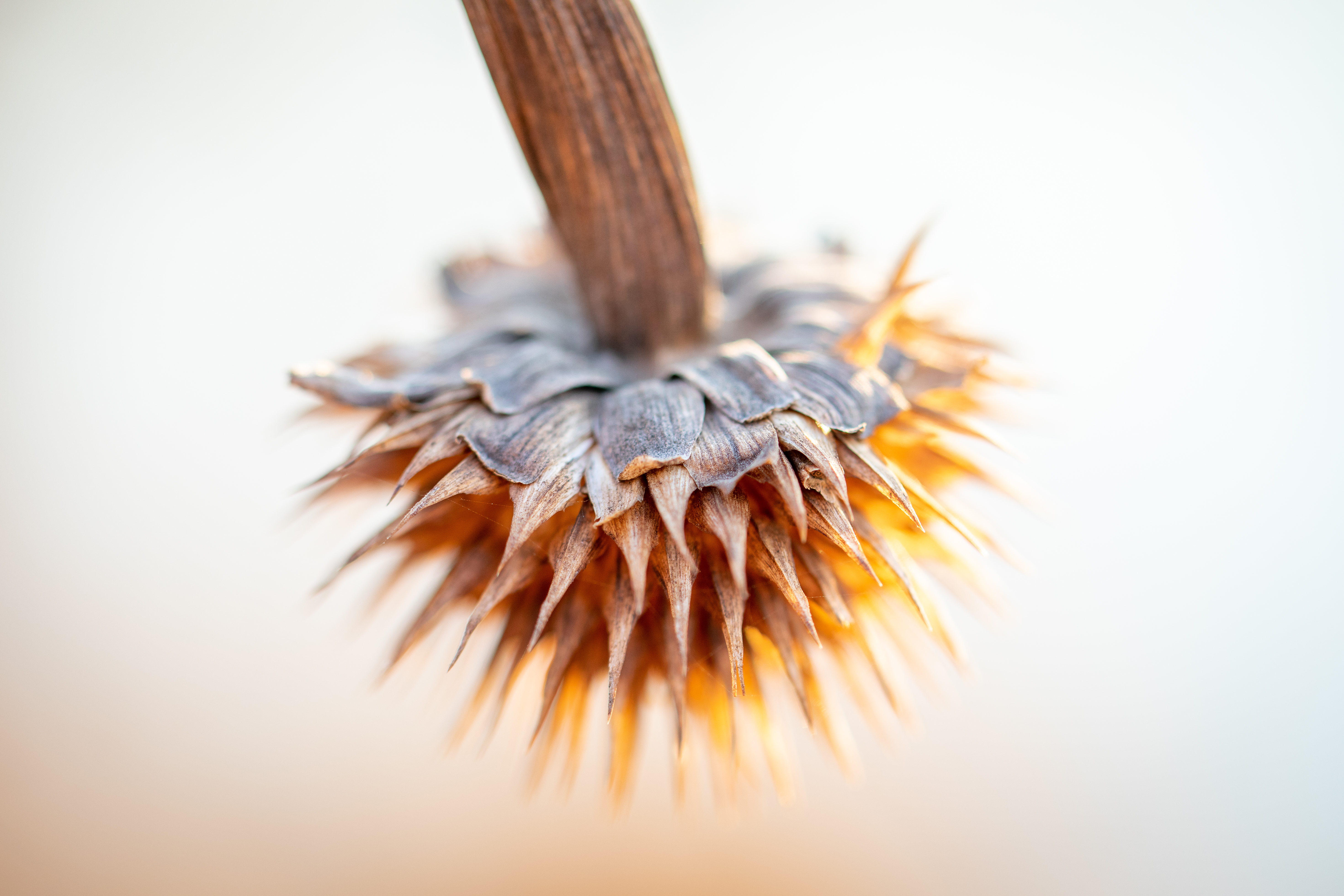 Seeds in the sunset, Hartbeespoort