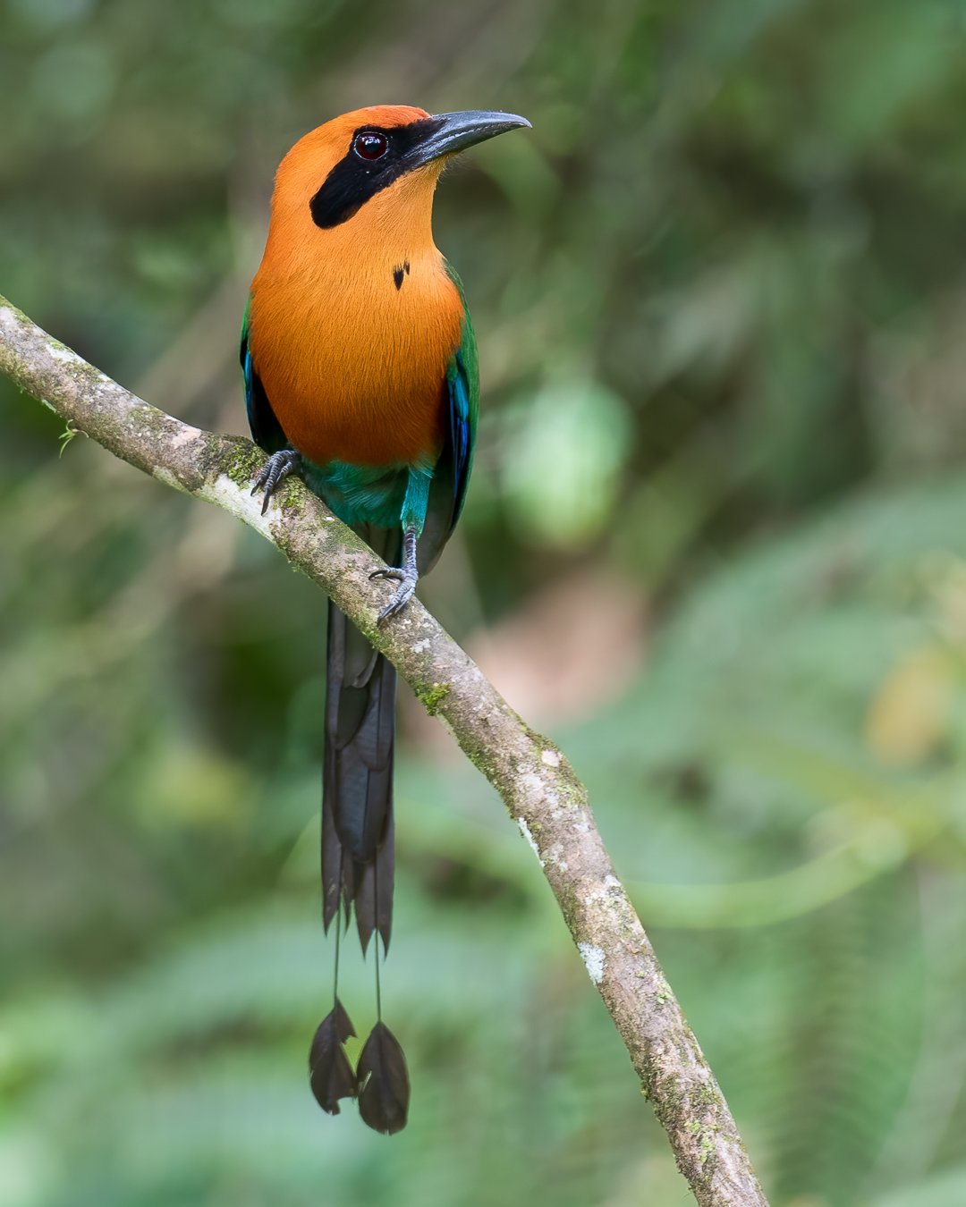 Rufous Motmot