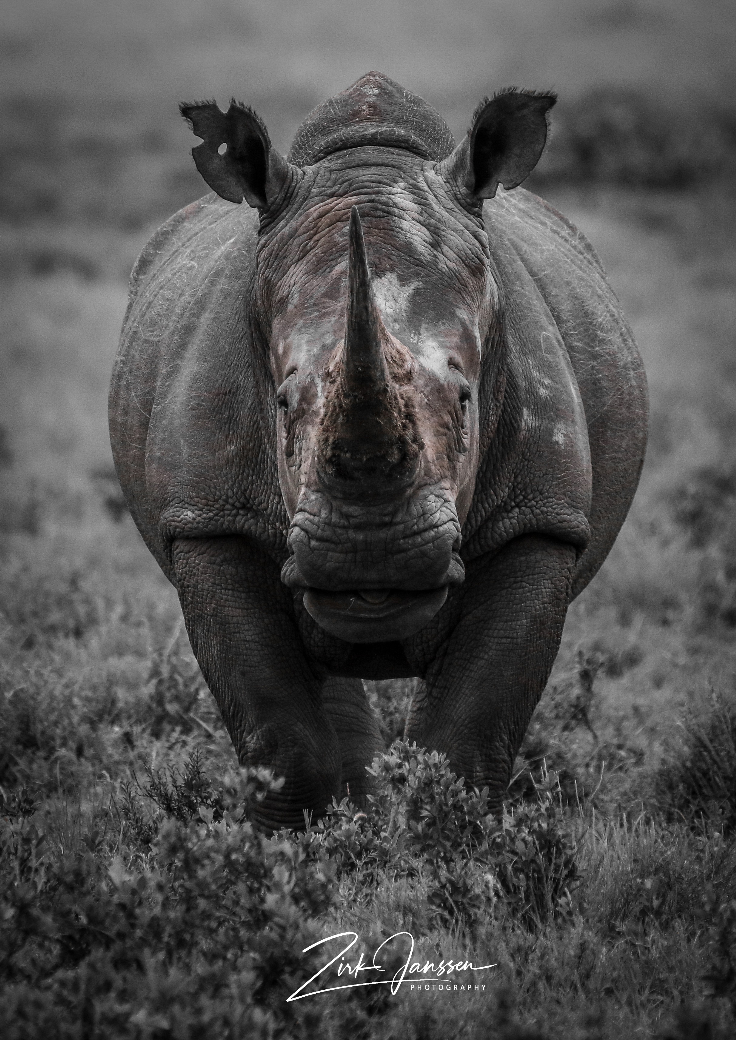 A RHINO'S HORN