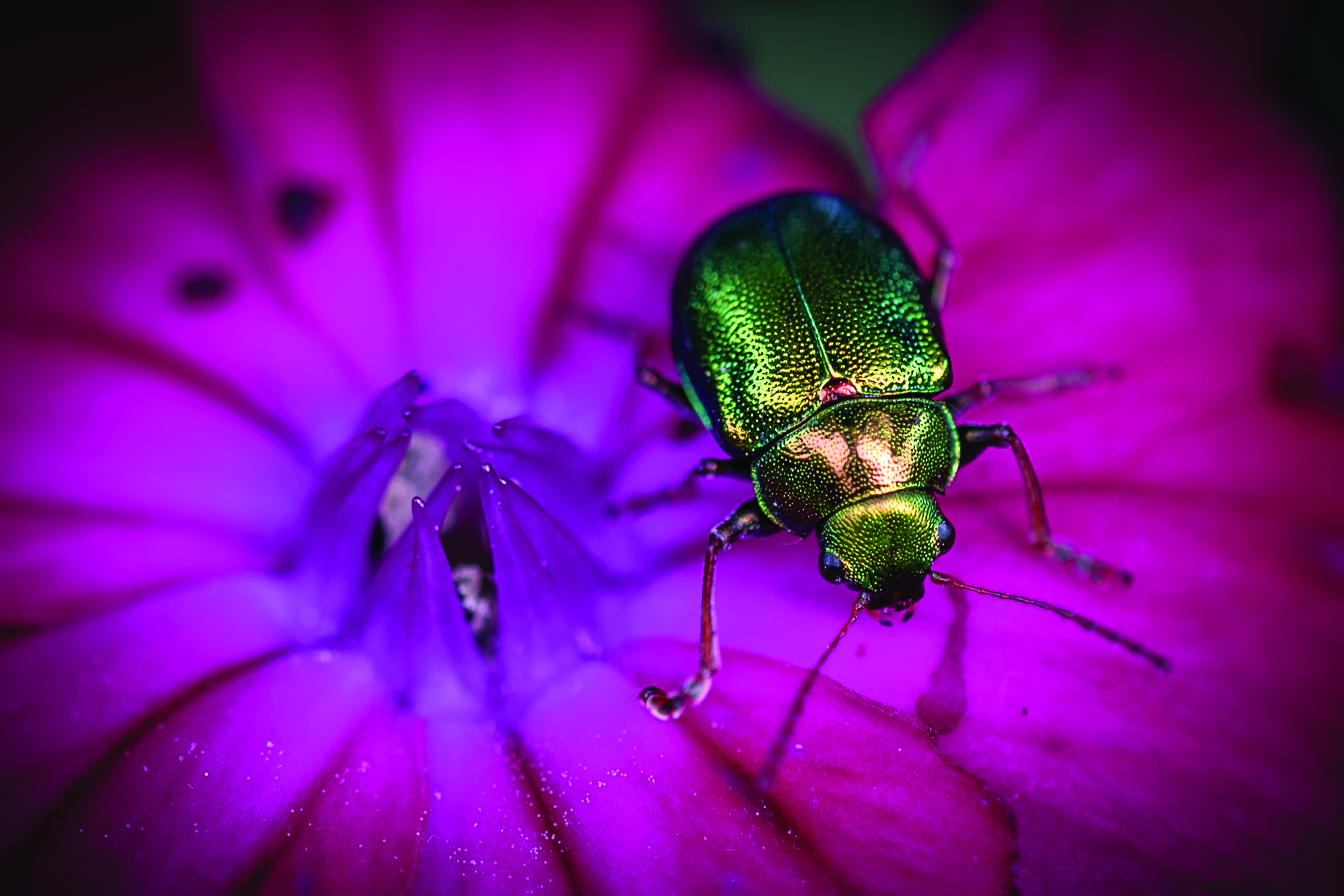 Beetle on purple flower