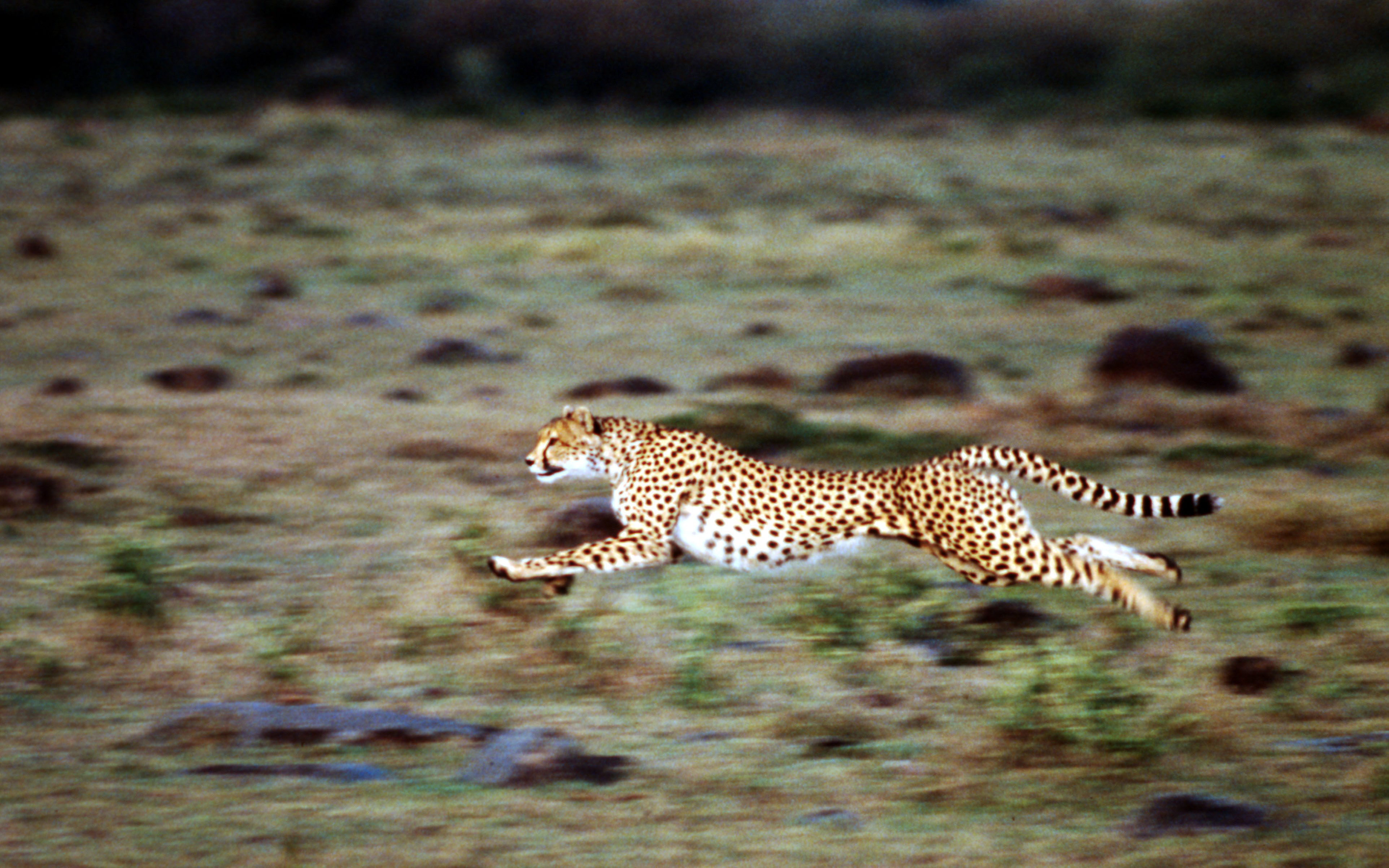 Acinonyx jubatus Cheetah Female hunting, seen running at high speed Masai Mara National Reserve, Kenya