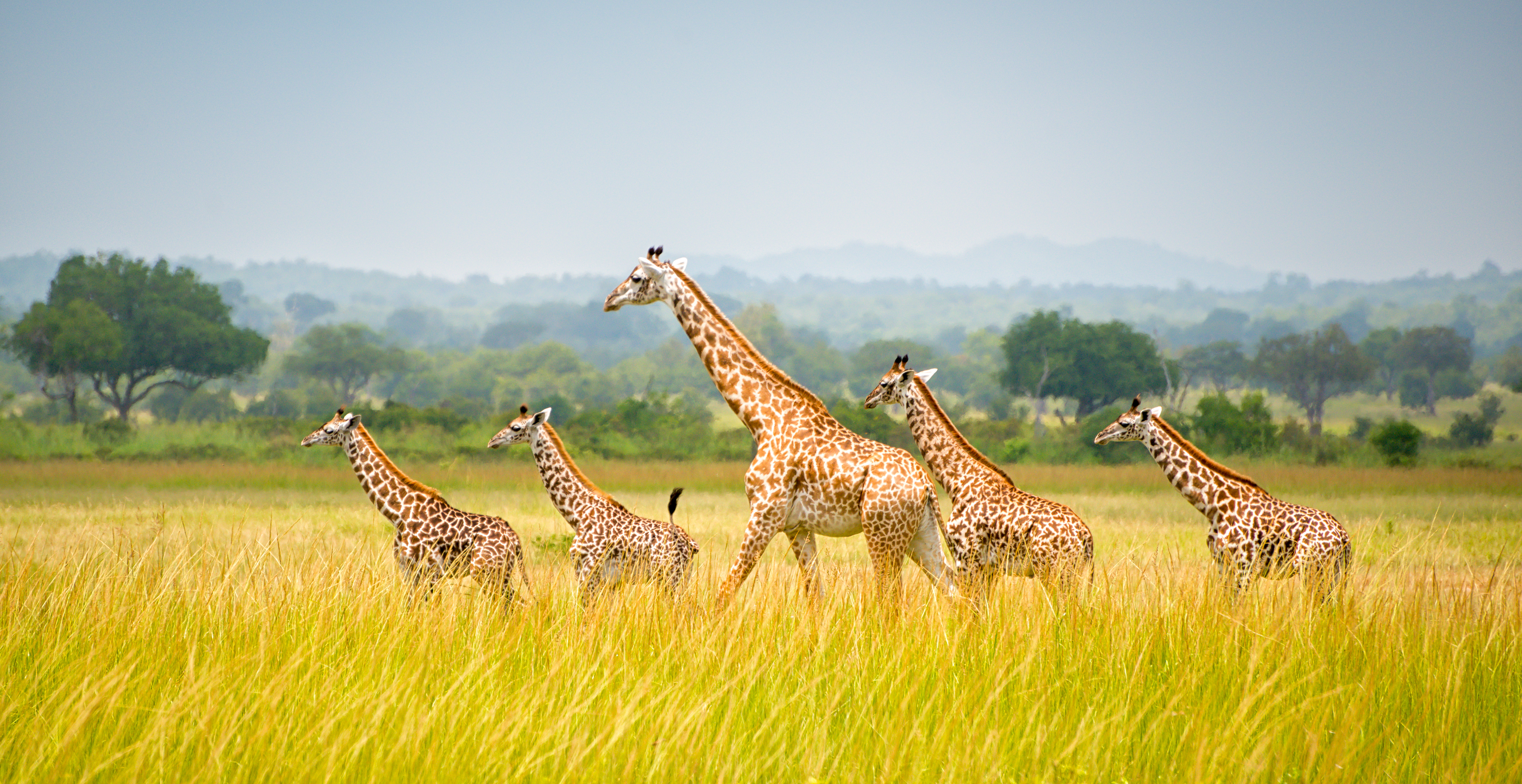 A tower/group of giraffes seen at Mikumi National Park in Tanzania.