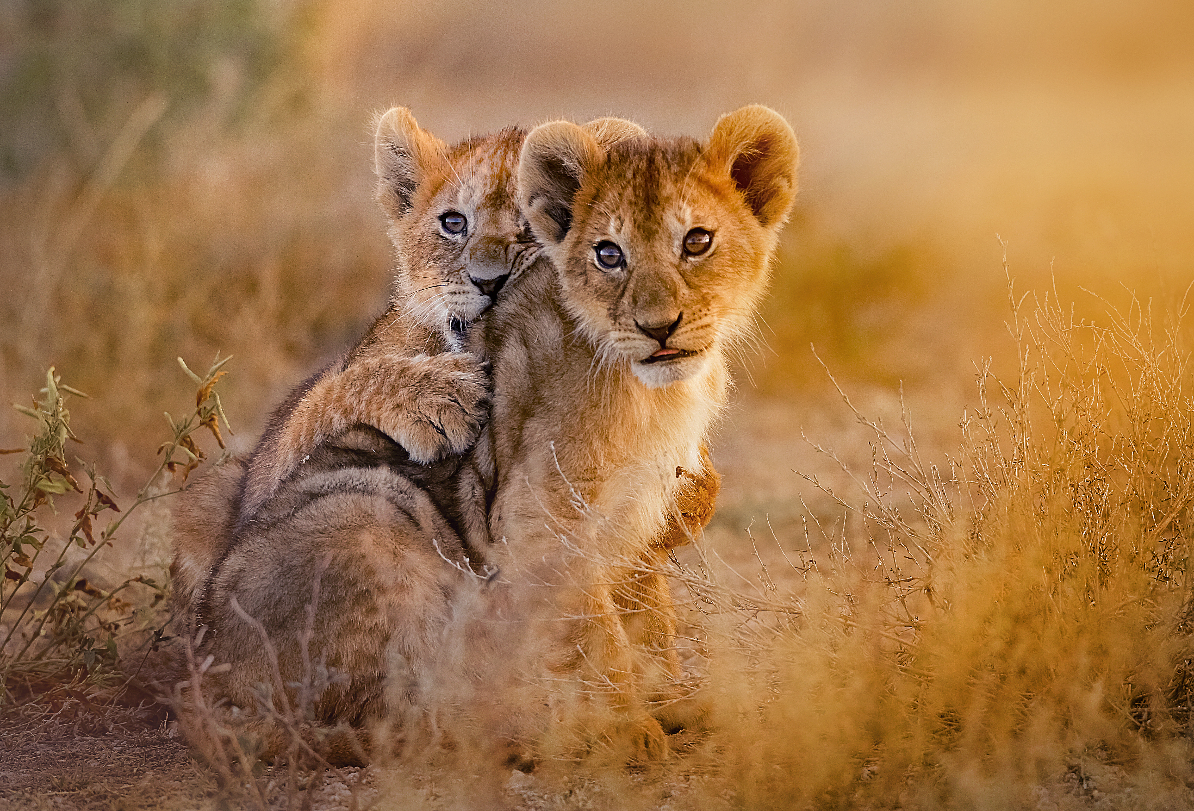 African lion cubs (Panthera leo).