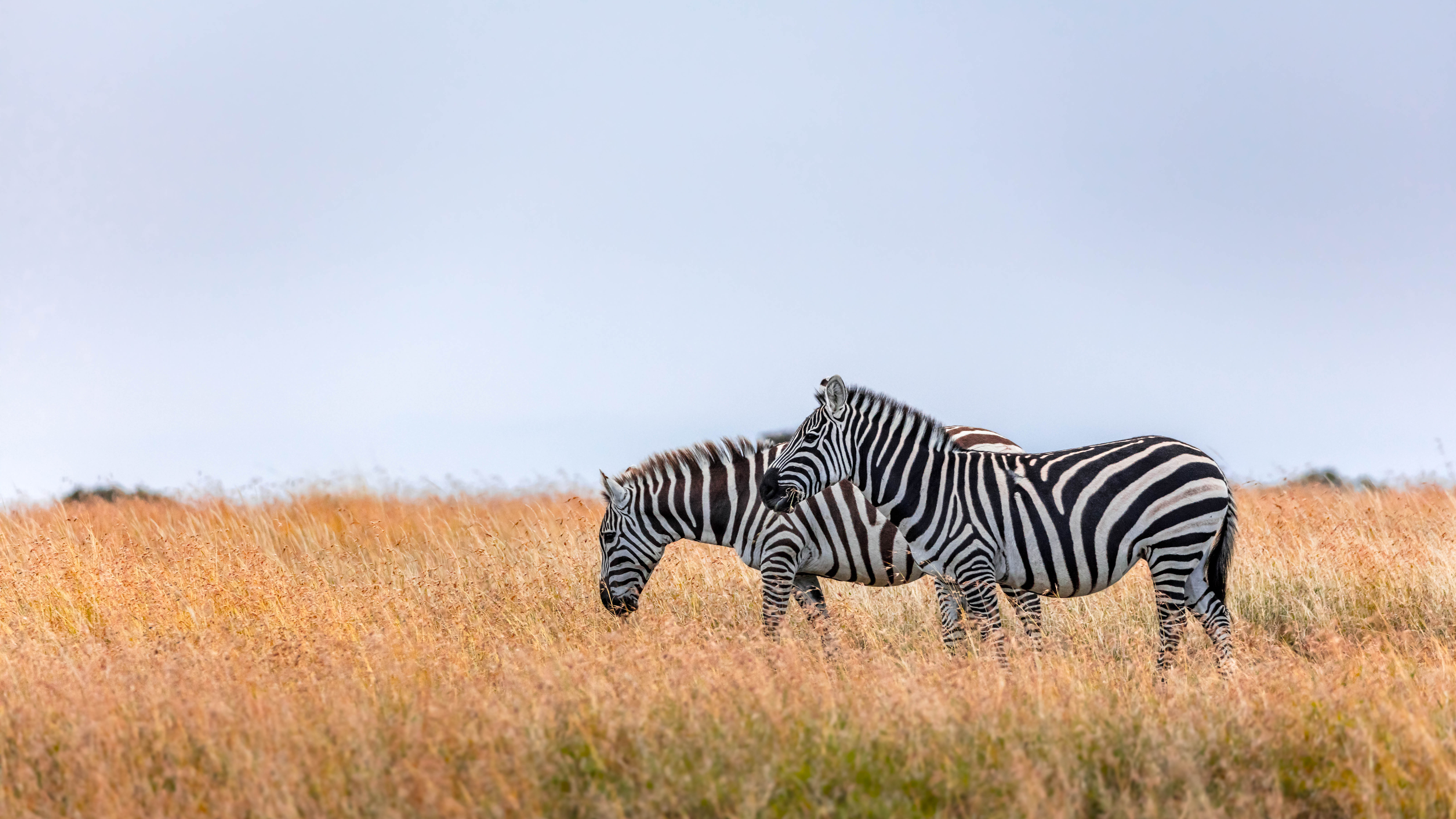 A pair of Zebras at Ol Pajeta conservancy, Kenya.