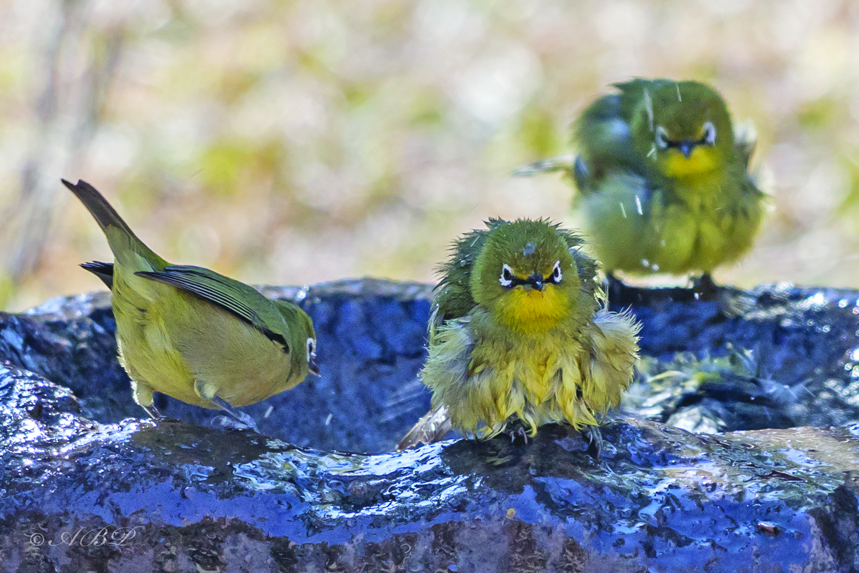 Bird Bath