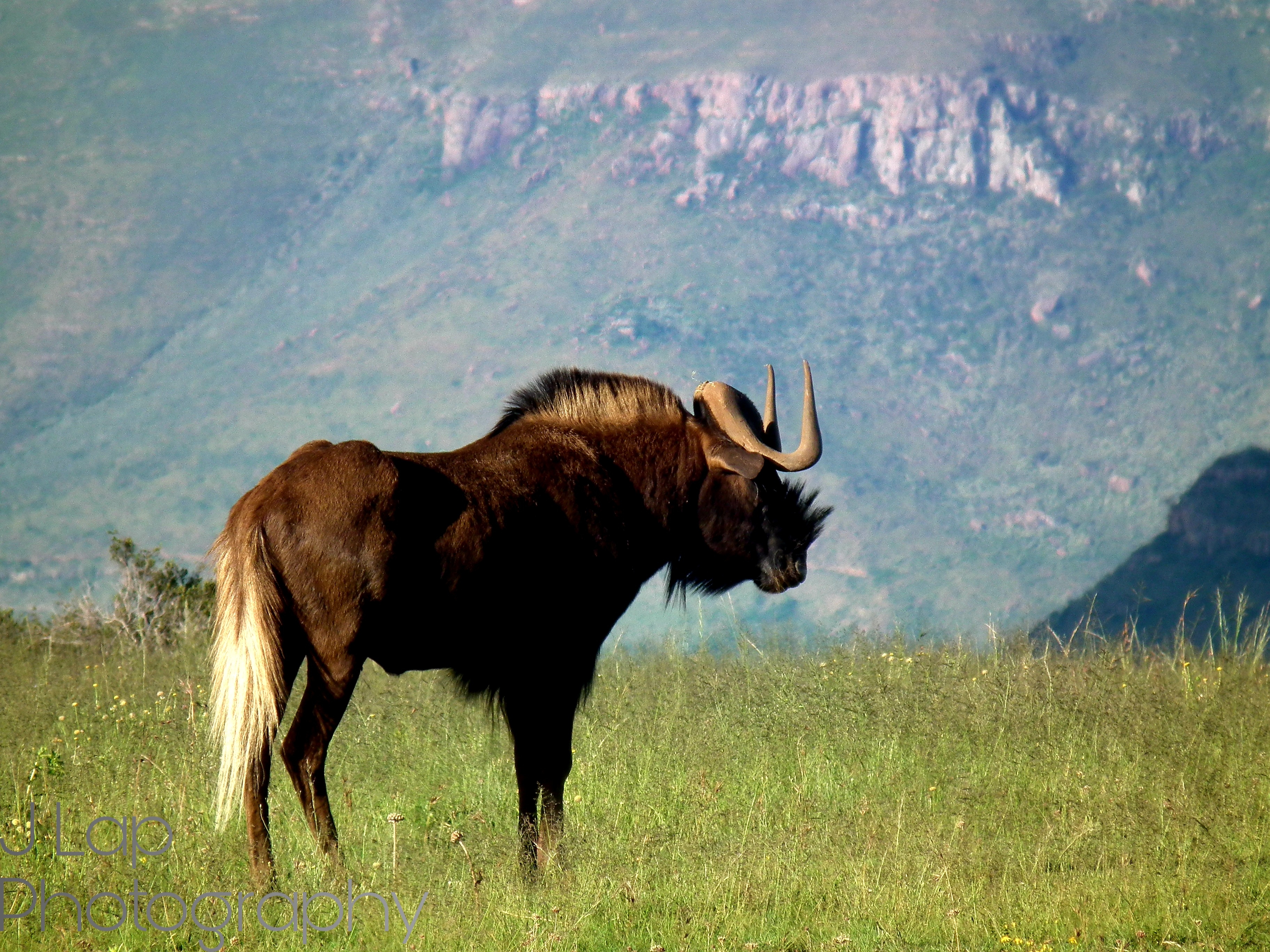 Black Wildebeest in the Mountains