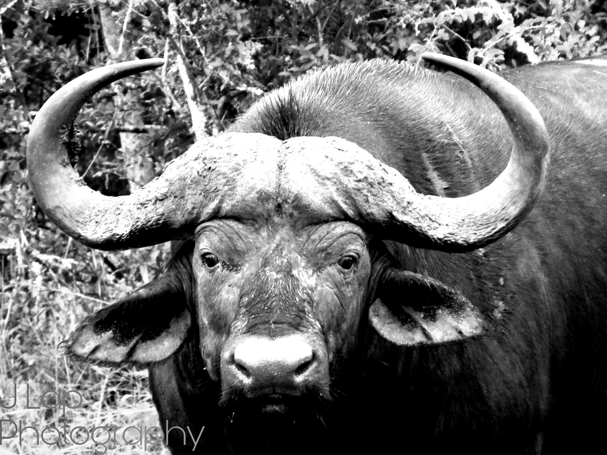 The Black Death - Buffalo