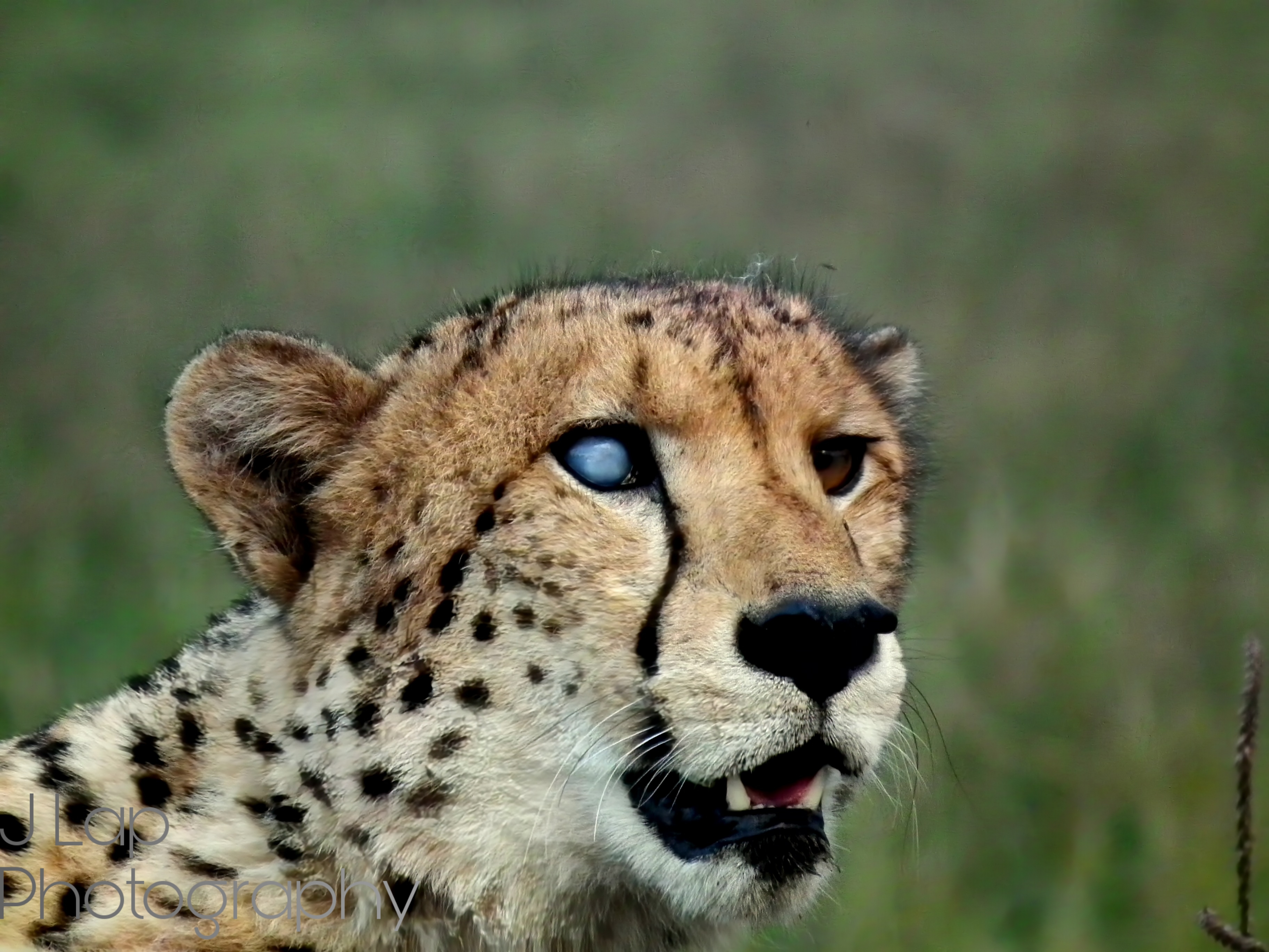 The Survivor - Cheetah