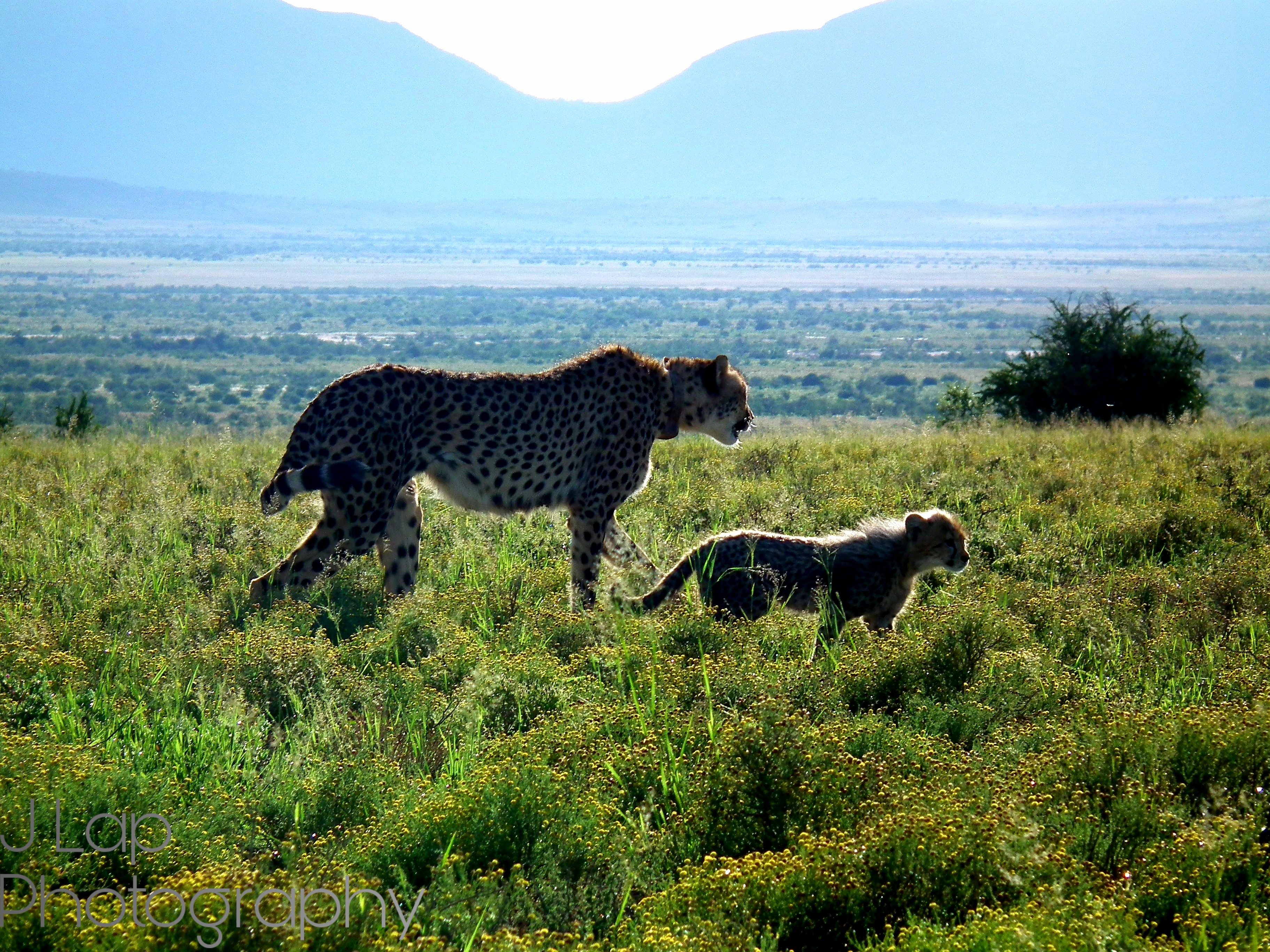 Like Mother Like Son - Cheetah