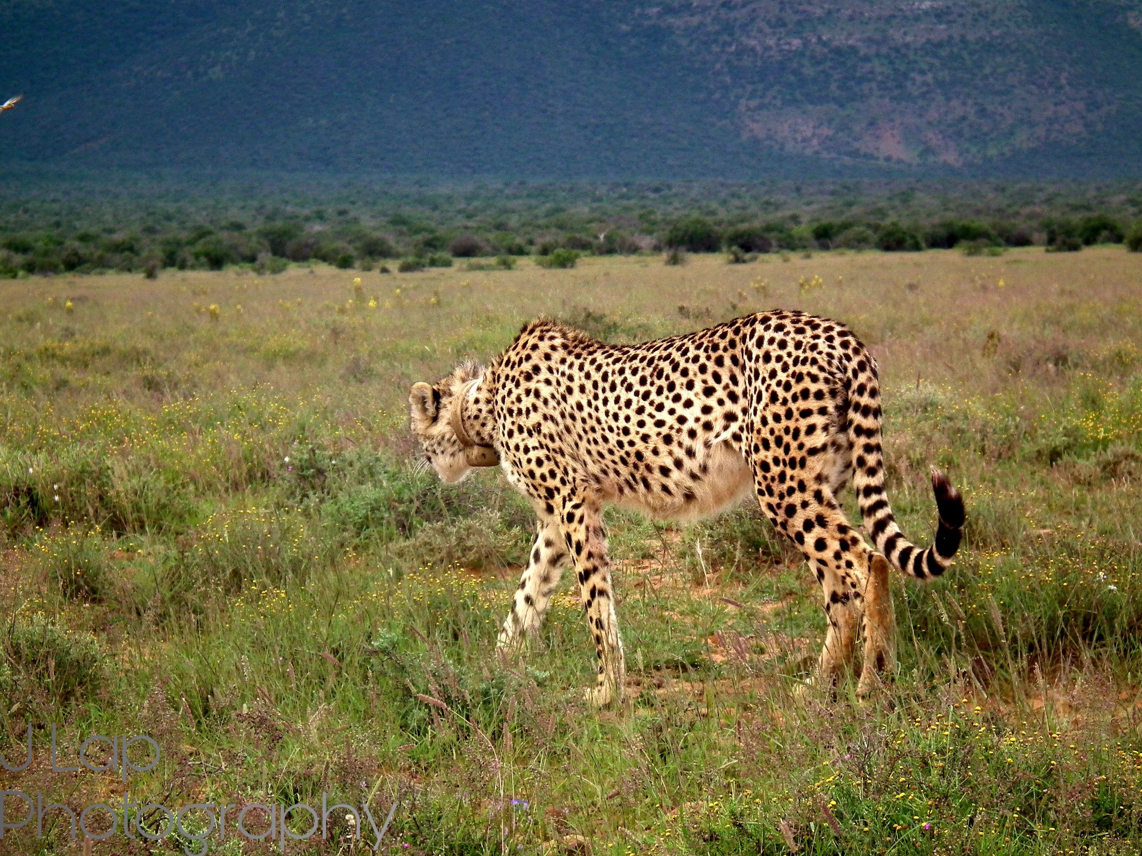 Hunting Cheetah