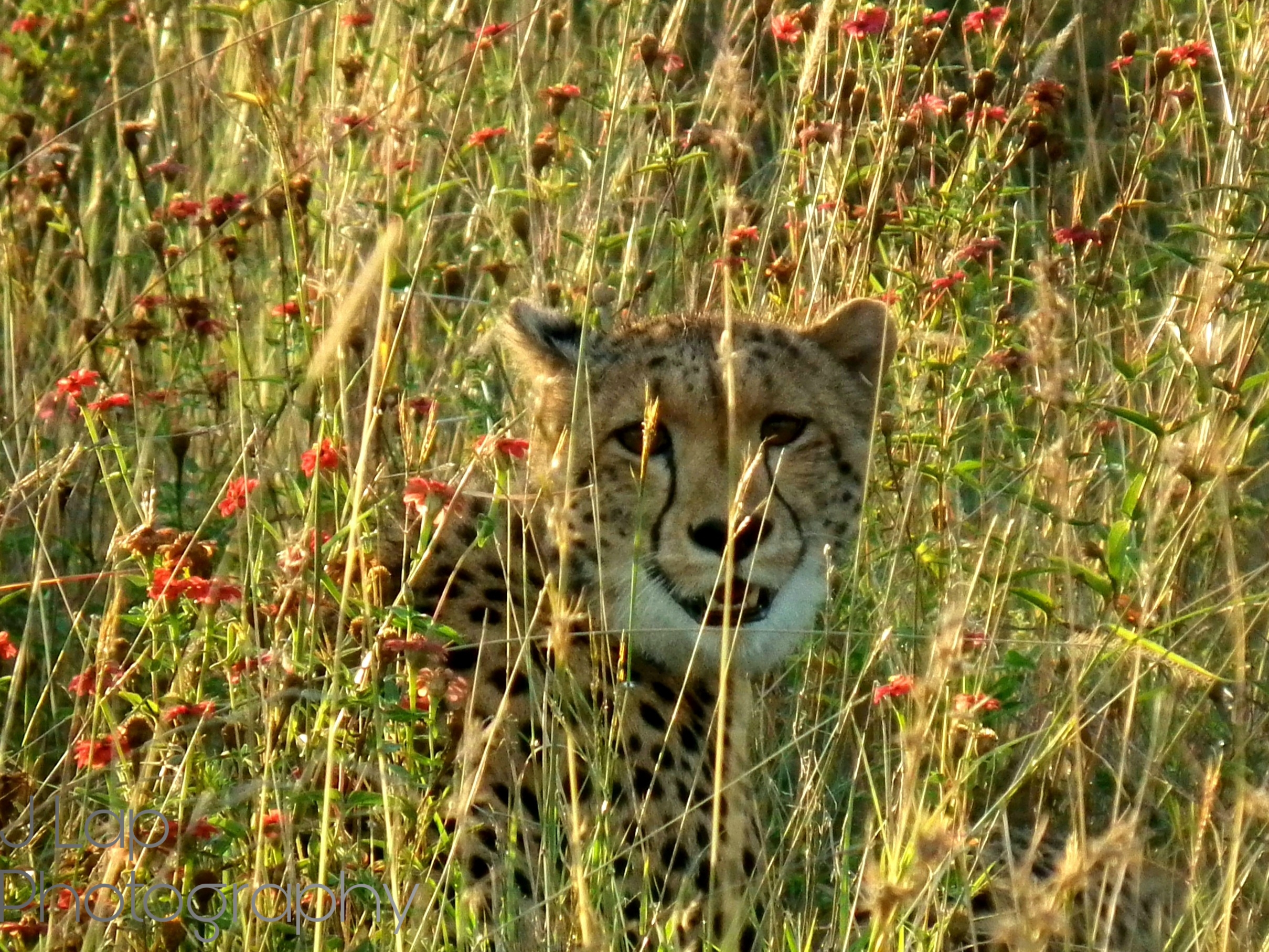 Cheetah in Wildflowers