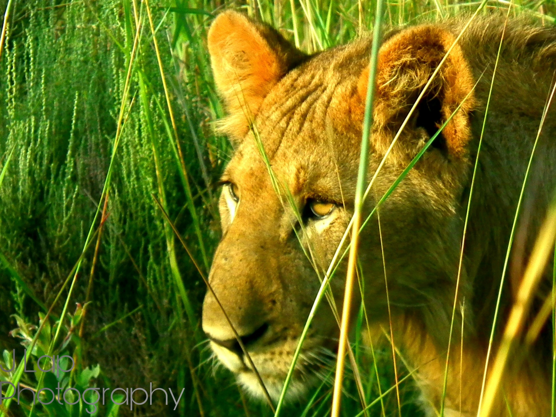 Lion through the Grass