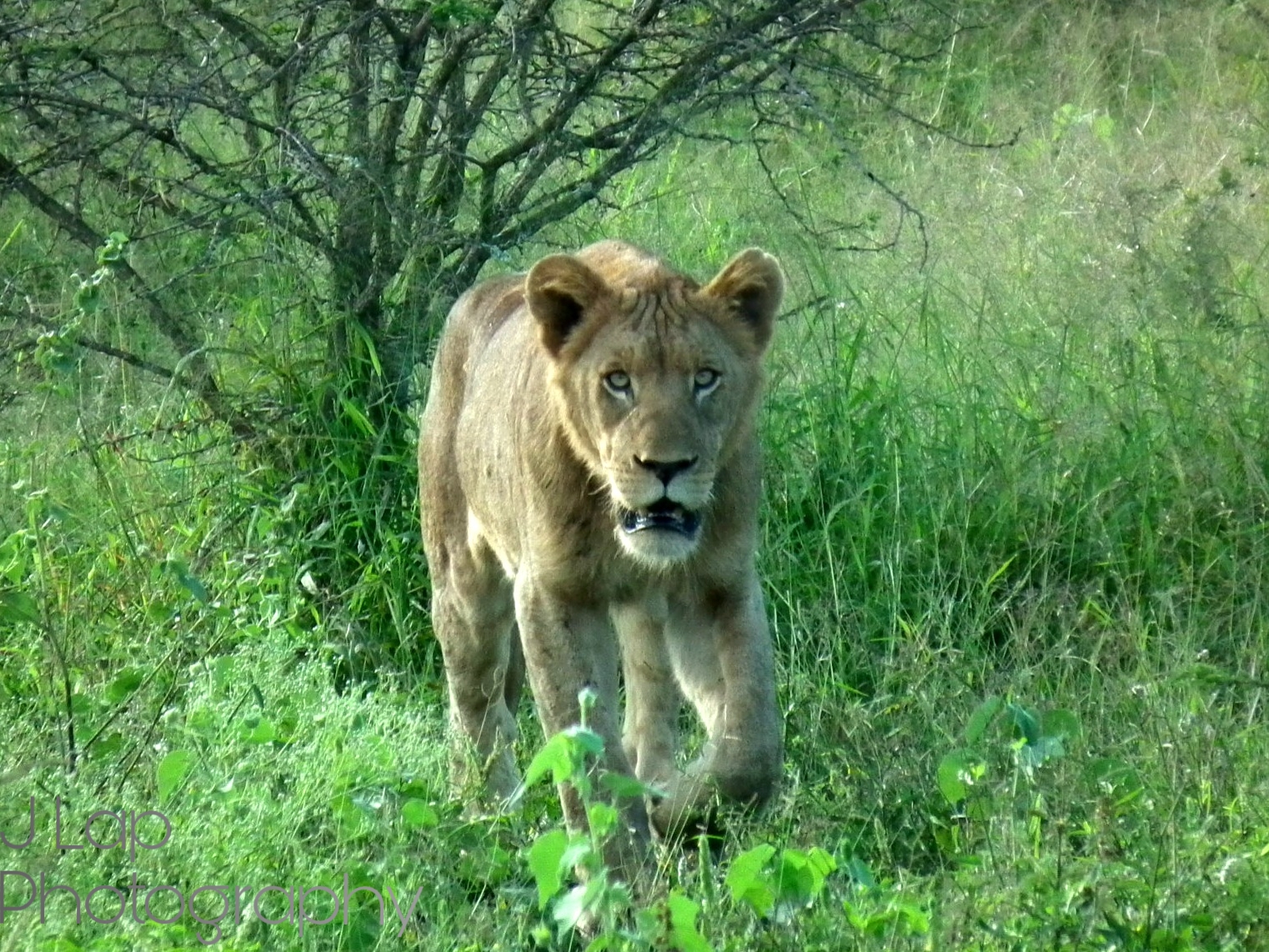 Lioness on the Prowl