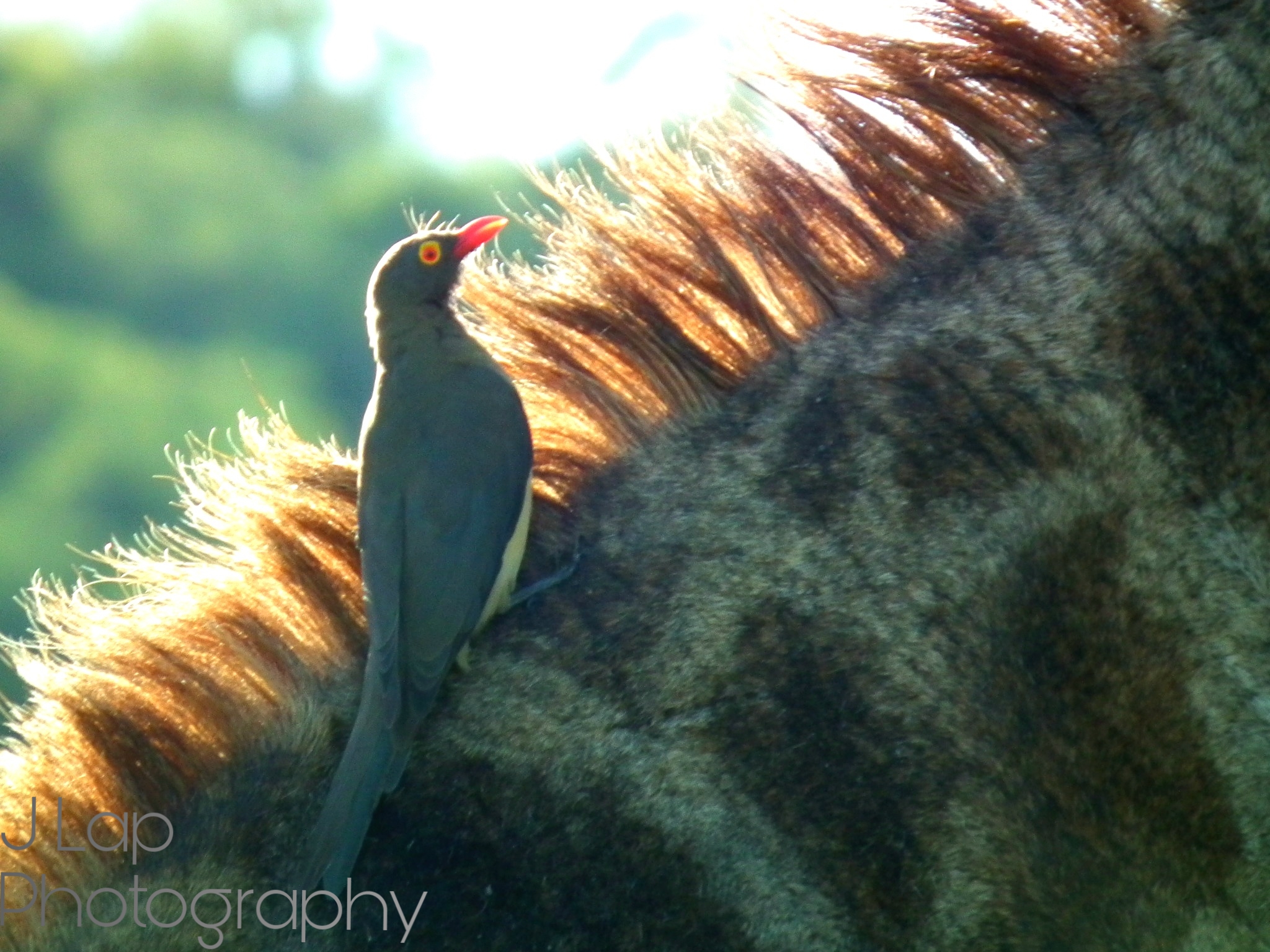 Oxpecker