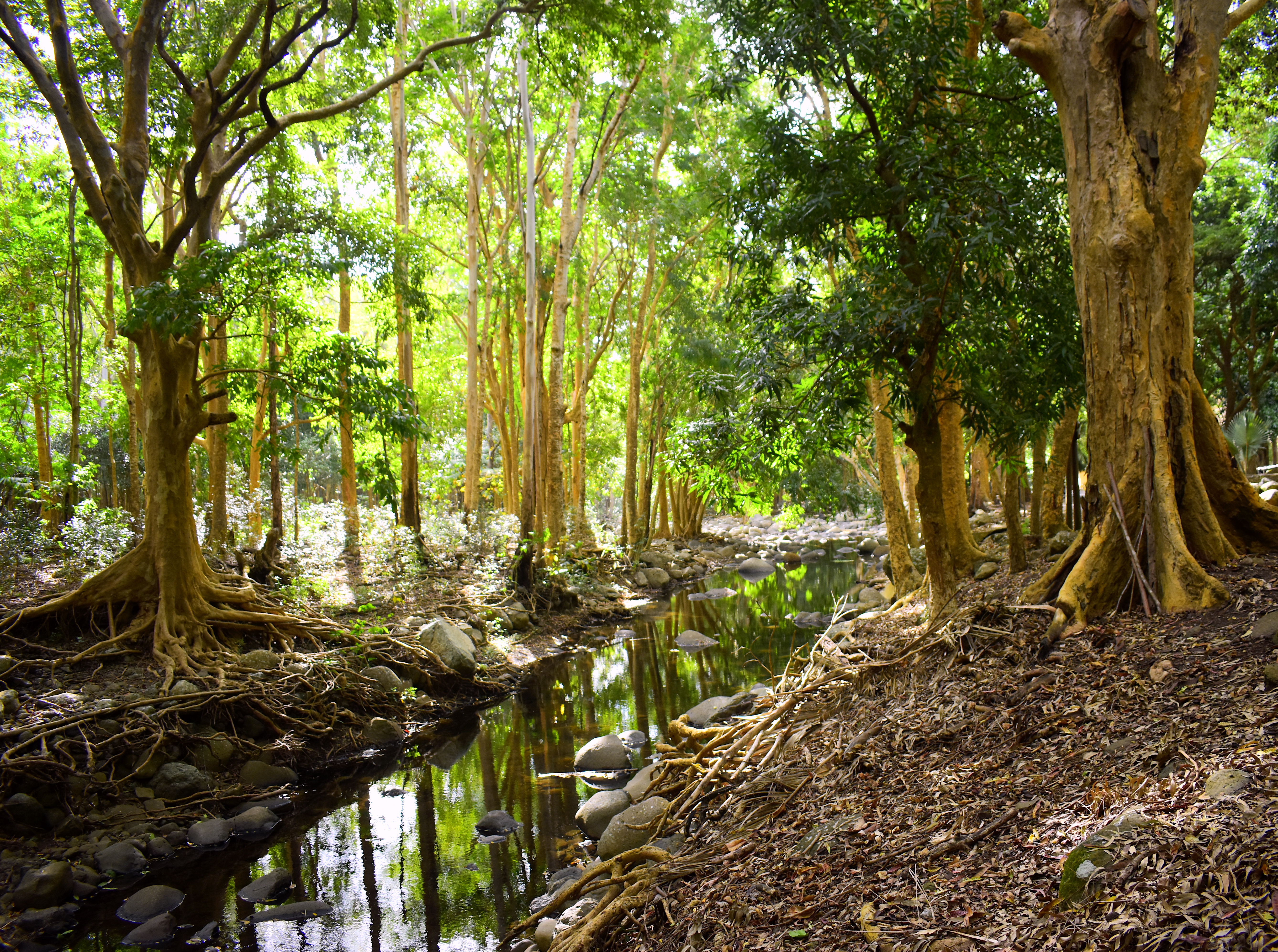 Riverbank of elves and pixies