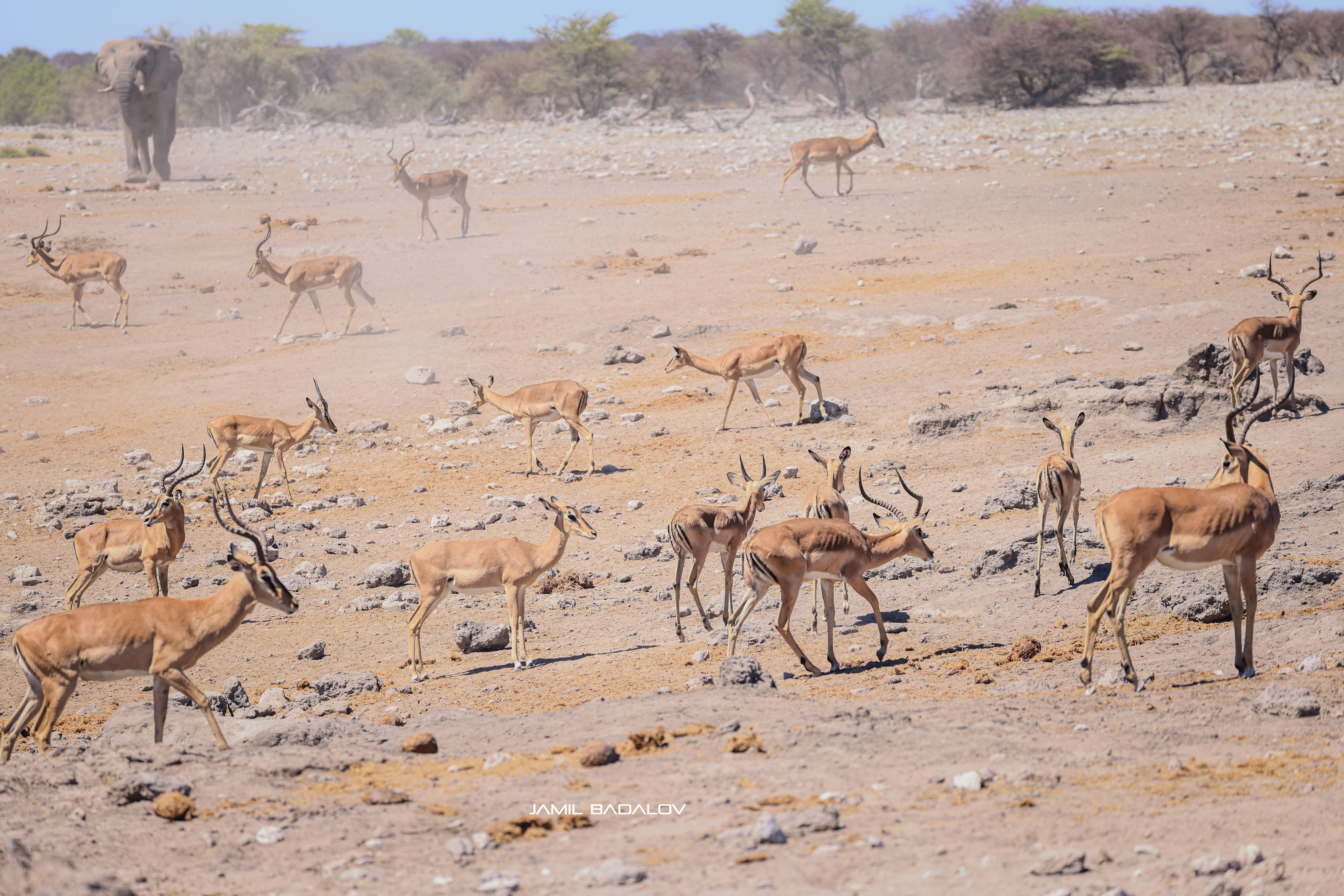 At Etosha Waterholes