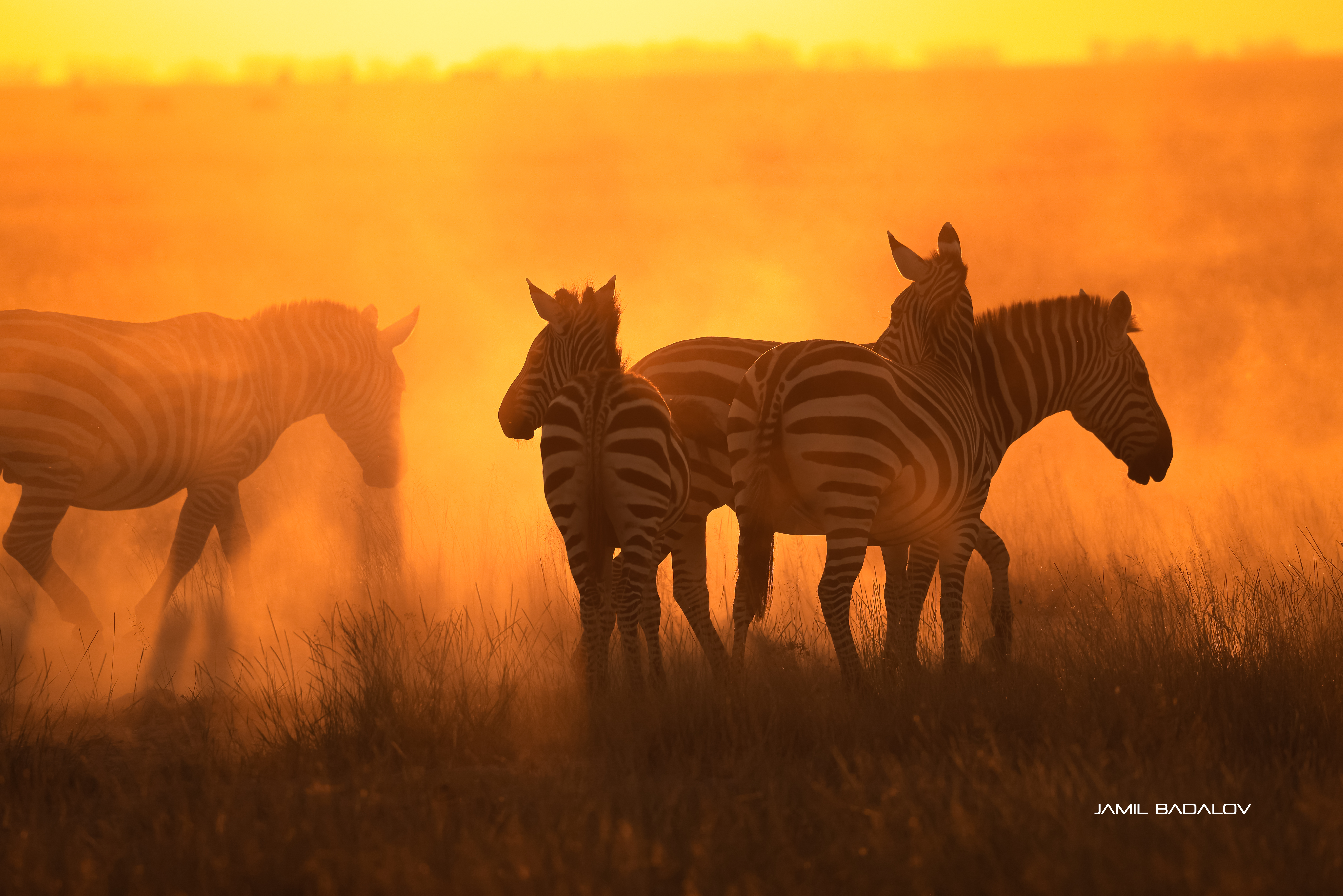 Dust, sunset and zebras