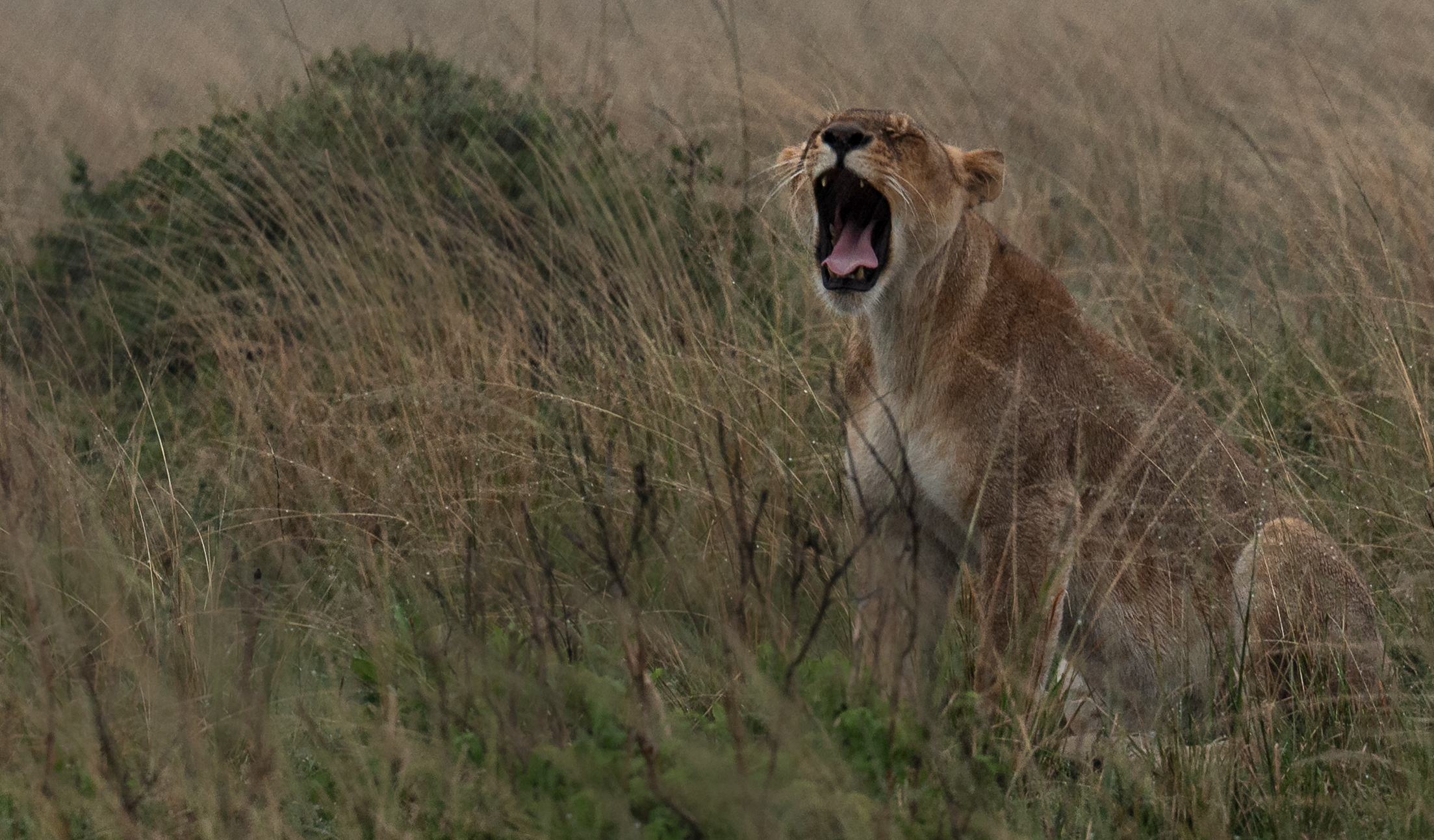 Lioness in the rain