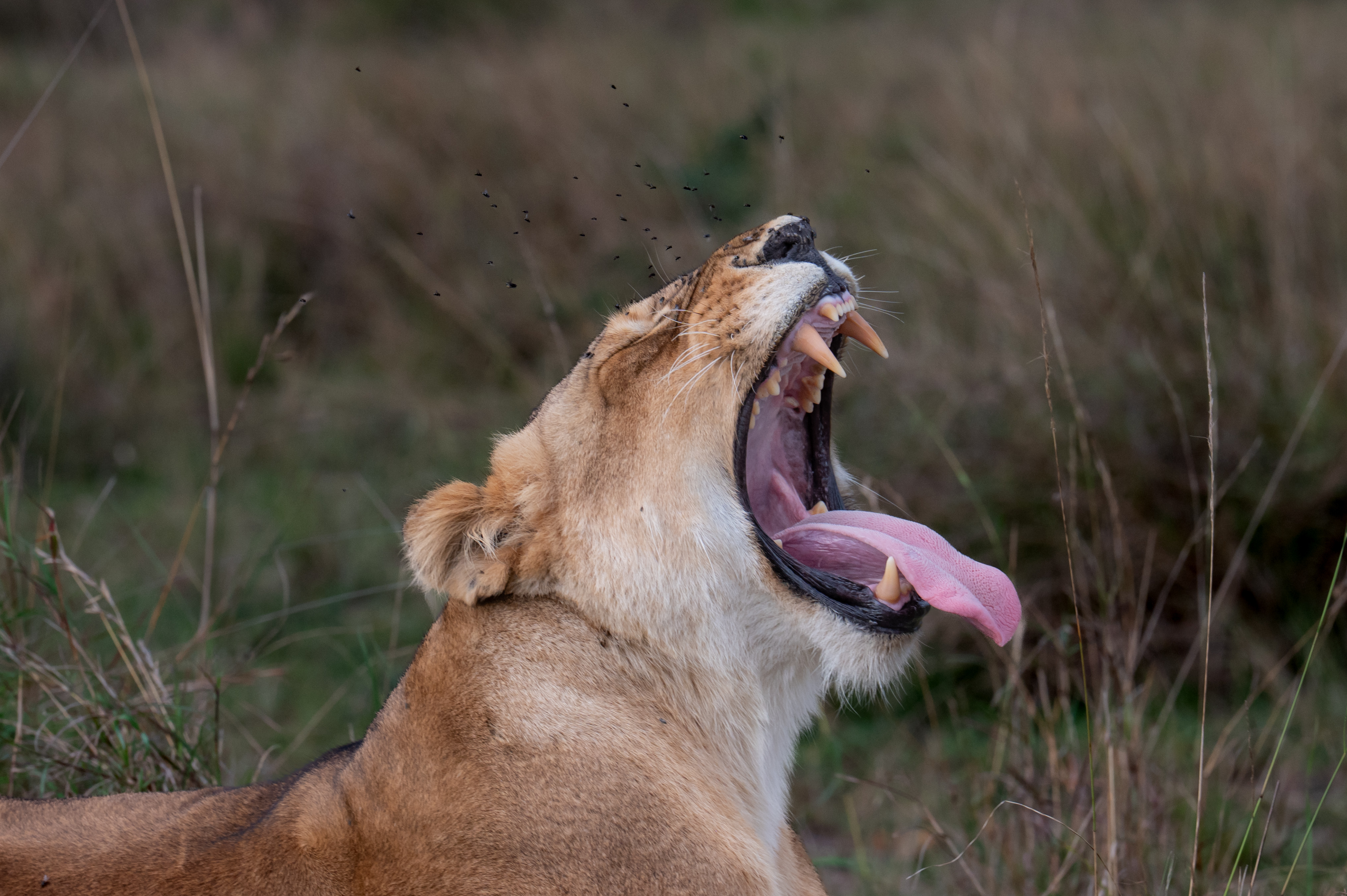 A quick yawn