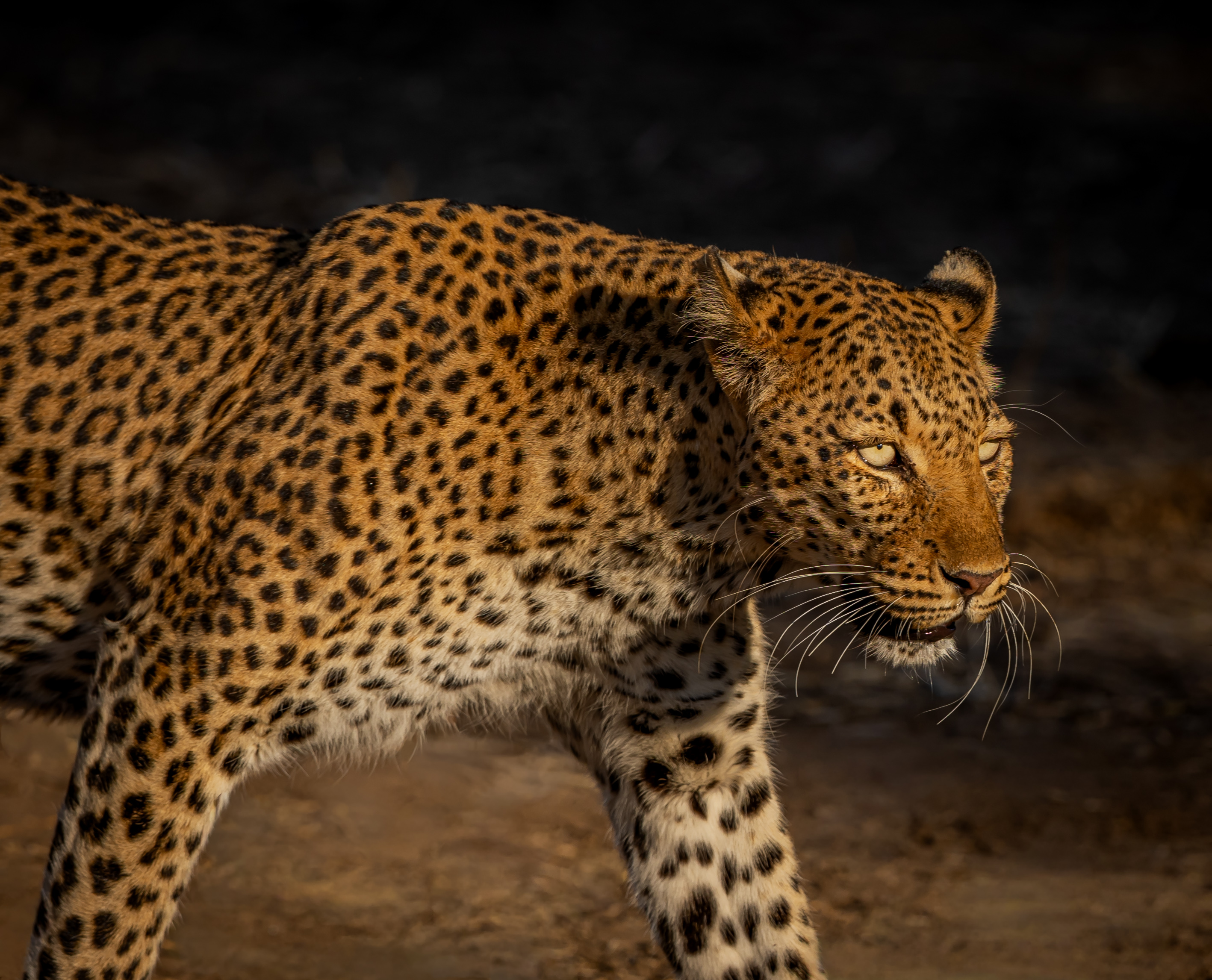 Leopard in last light