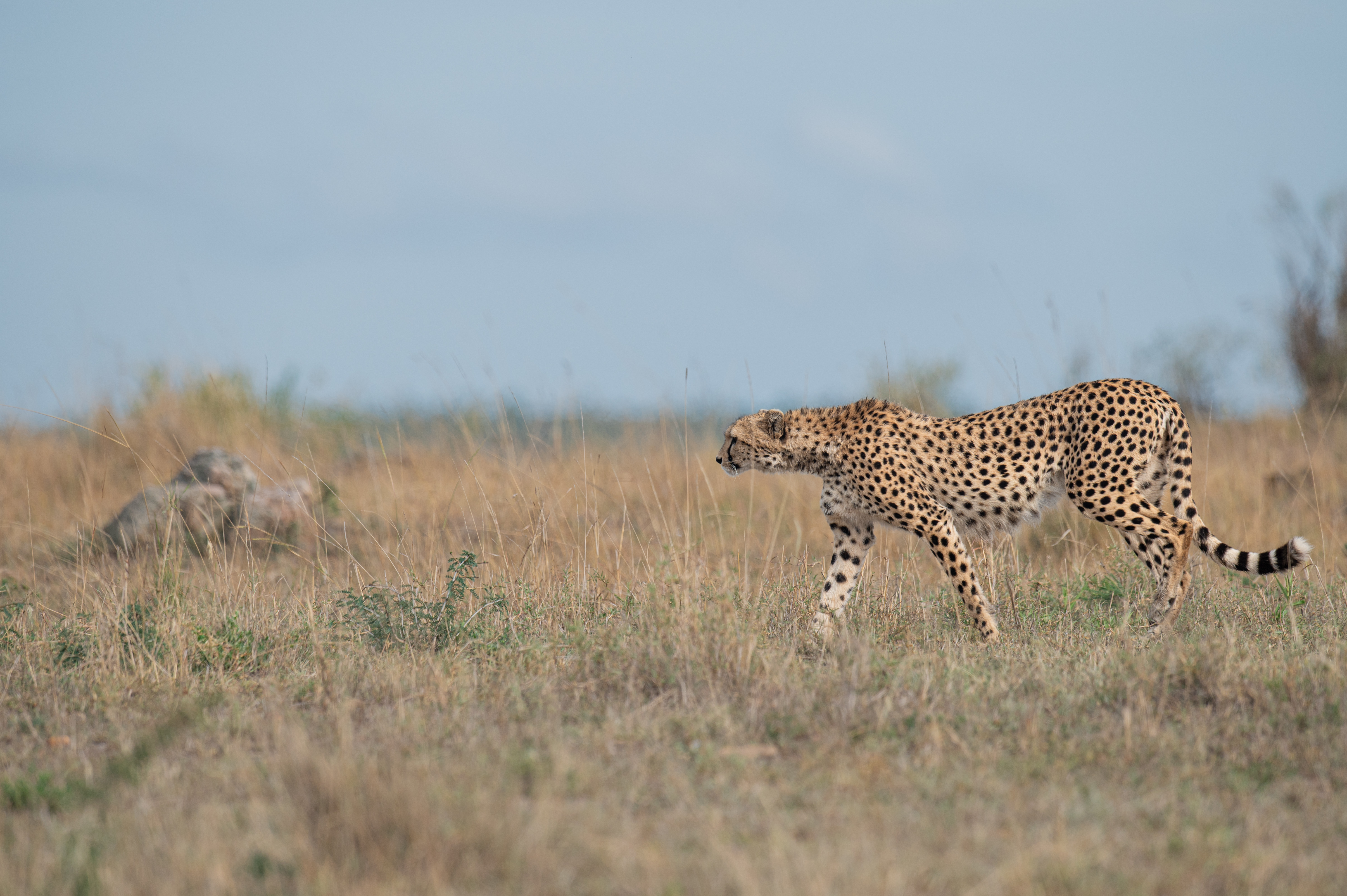 A Cheetah in lion territory