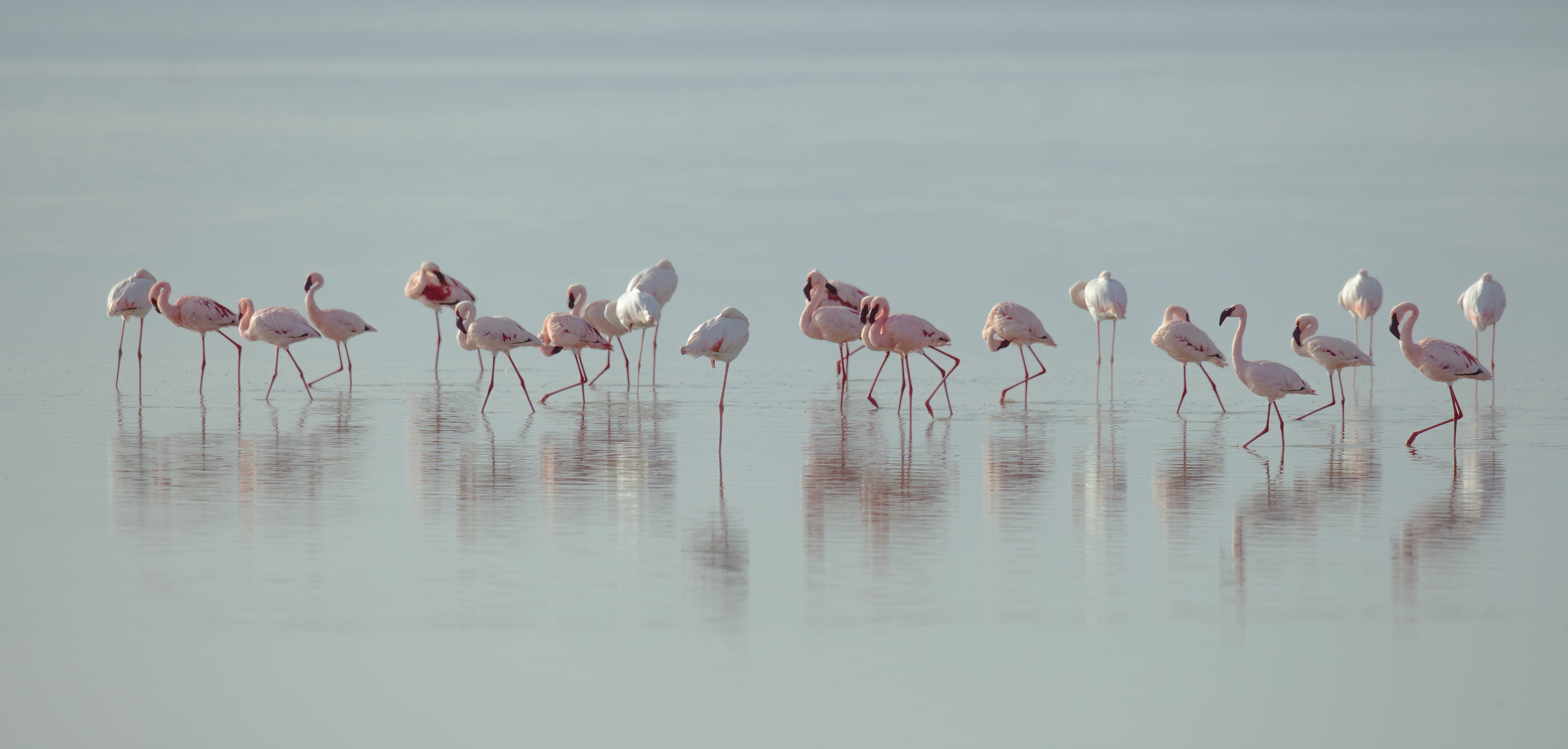 A mirage of flamingos