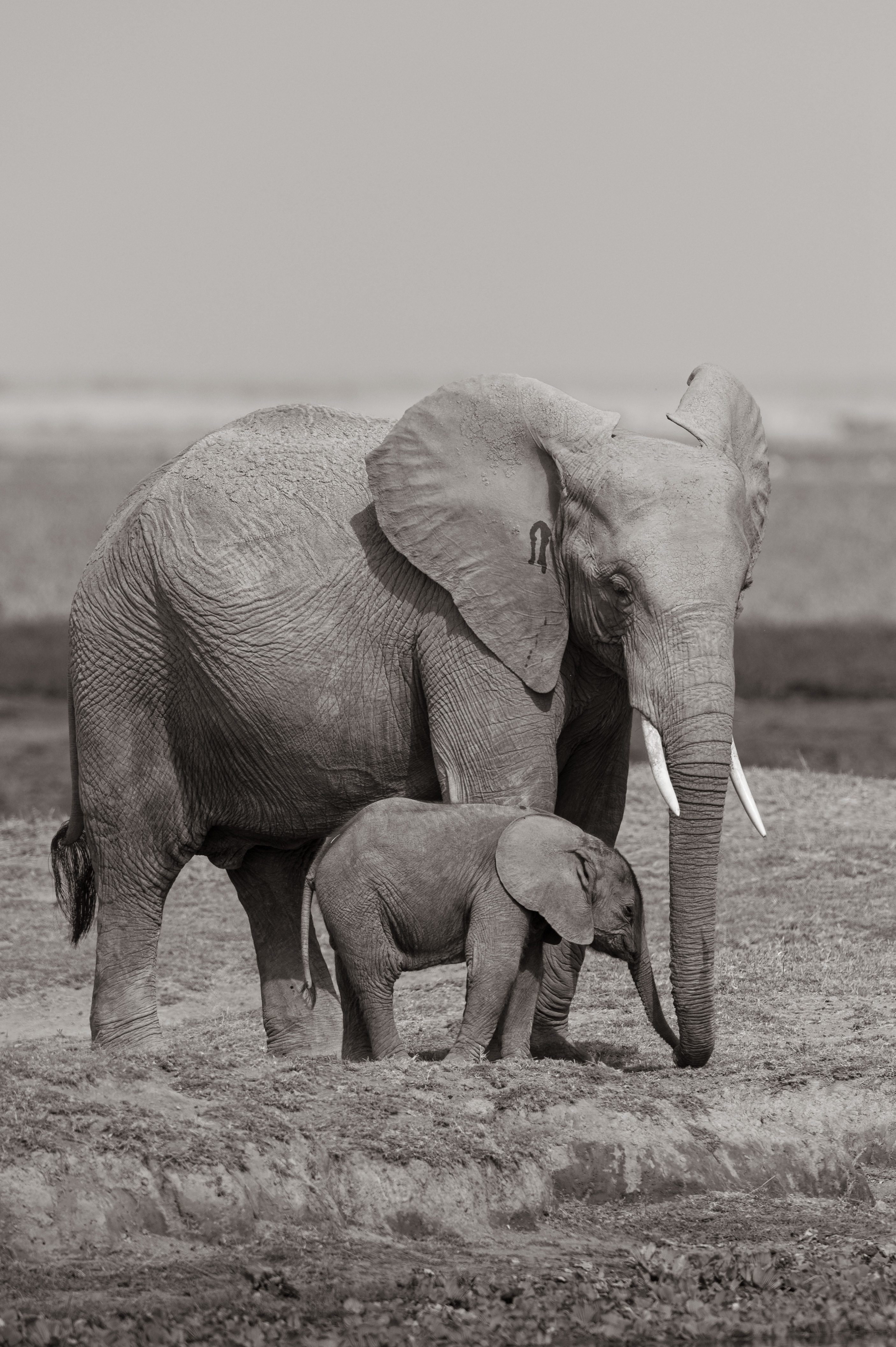 A mother and baby elephant