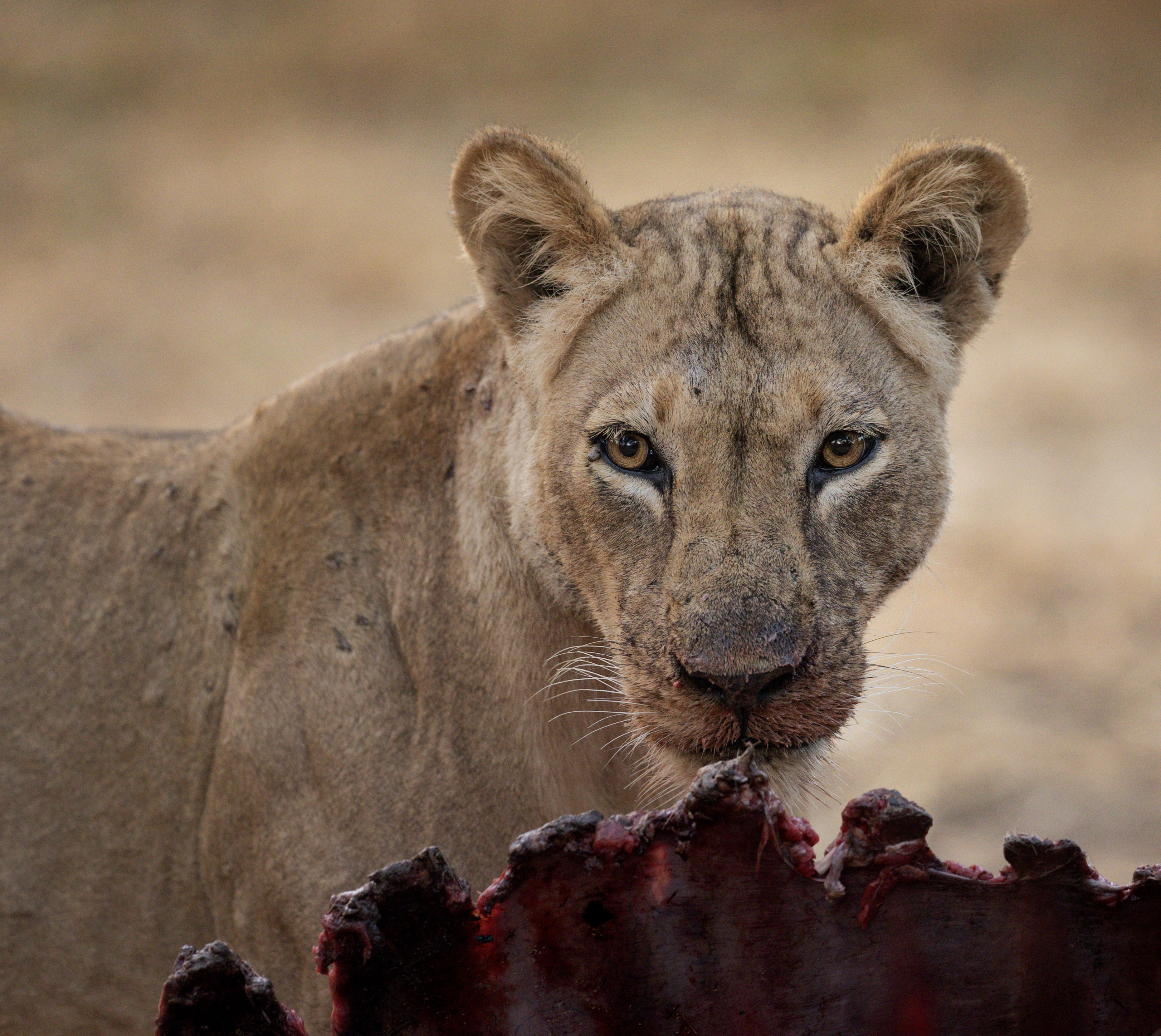 Lioness feeding