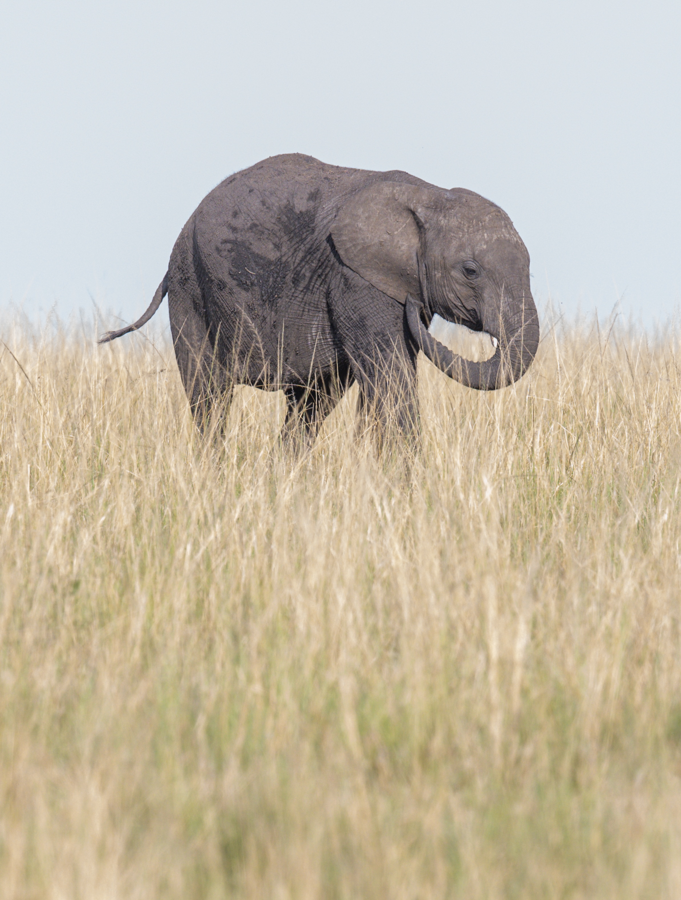 As tall as grass